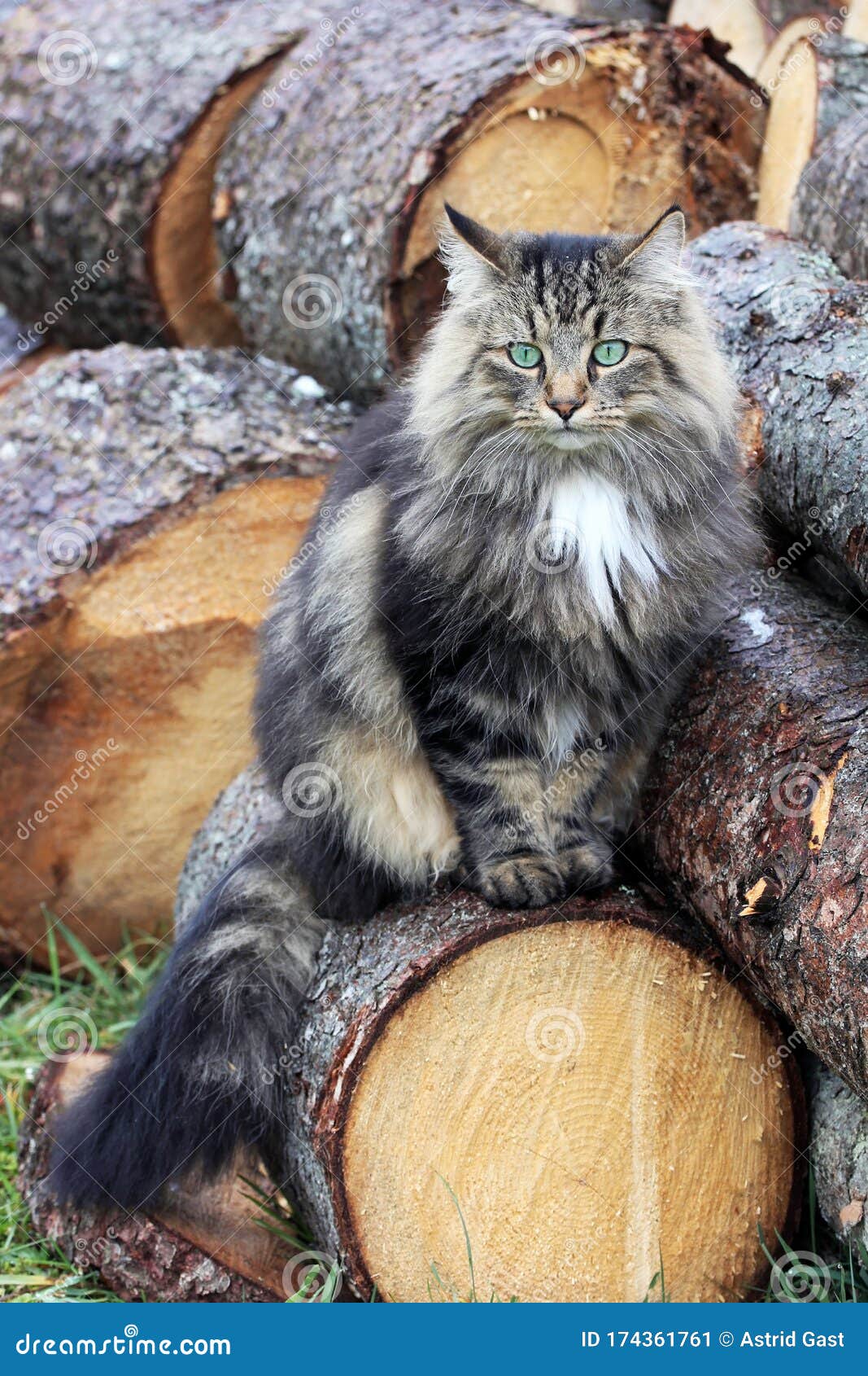 A Pretty Young Norwegian Forest Cat on Tree Trunks Stock Image Image