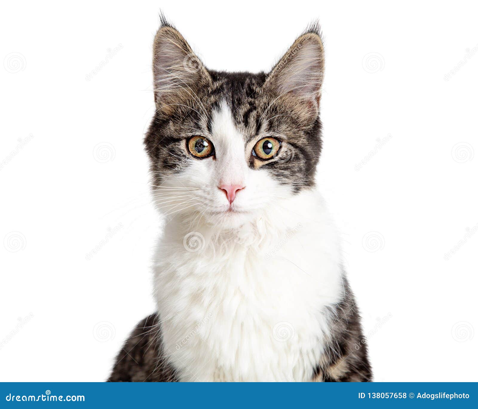 Angry cat meme Cut Out Stock Images & Pictures - Alamy