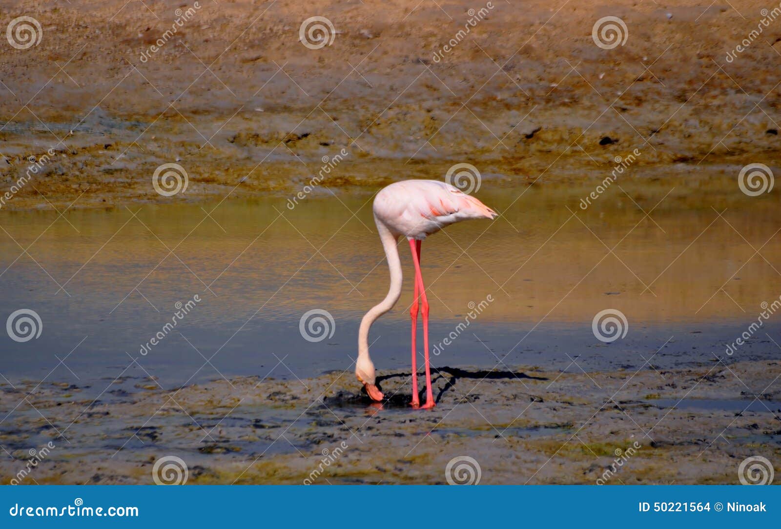 Prevalently Pink Plumage Flamingo Searching Food in the Mud of Ras Al ...