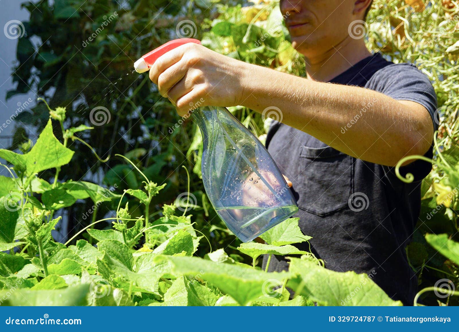 preventing pests on vegetable crops using biological preparations: a young man sprays cucumber leaves with a spray bottle.