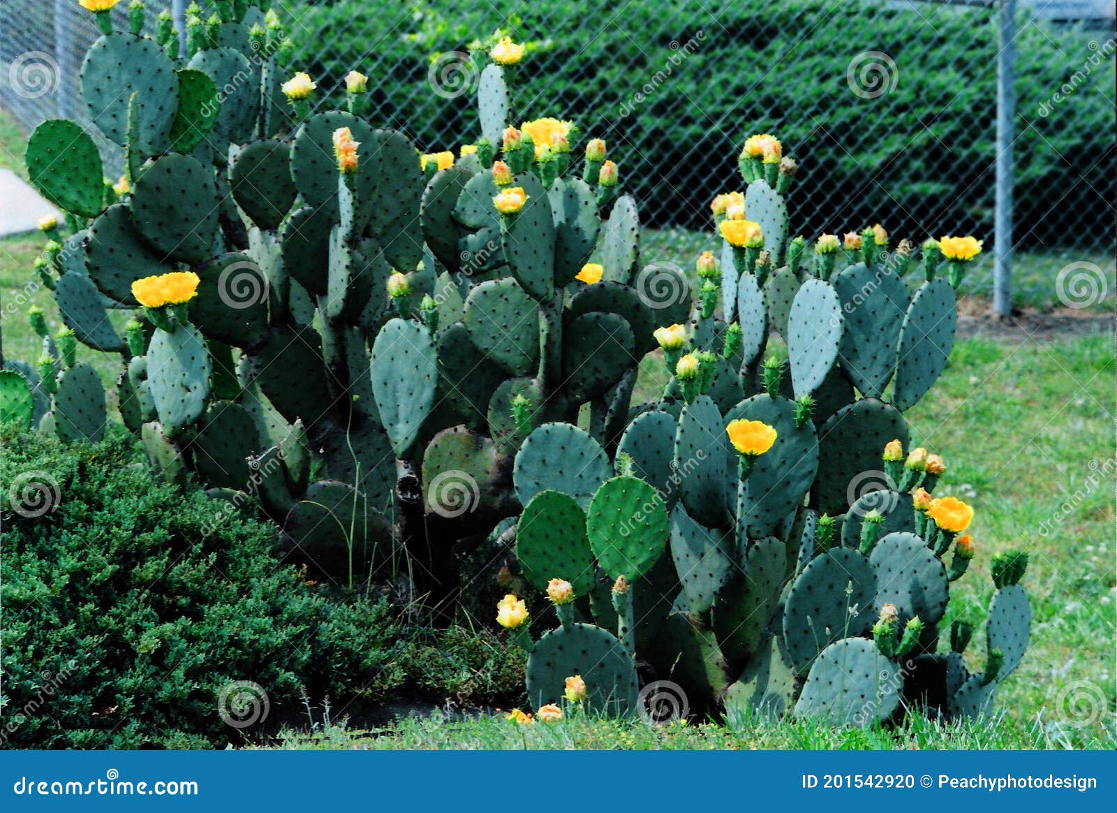 A Prickle Pear Cactus Somewhere in Stock Photo Image of
