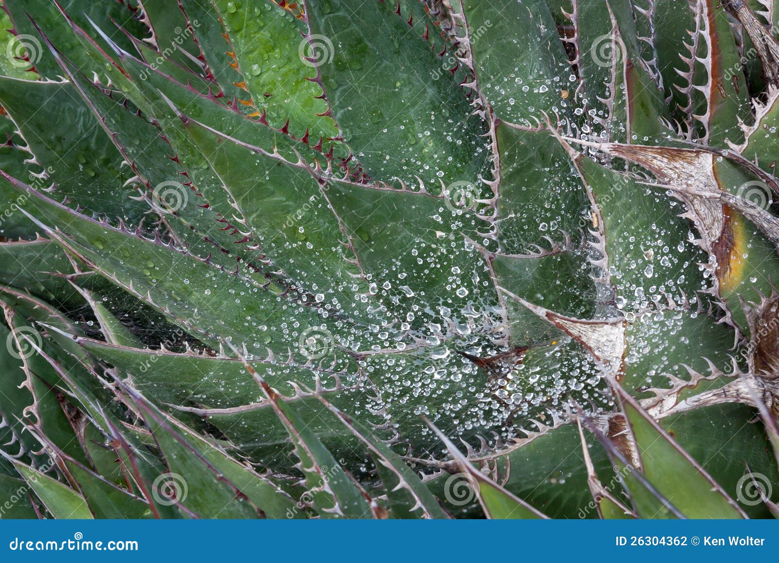 Prickly Cactus after Rain stock photo. Image of garden 26304362