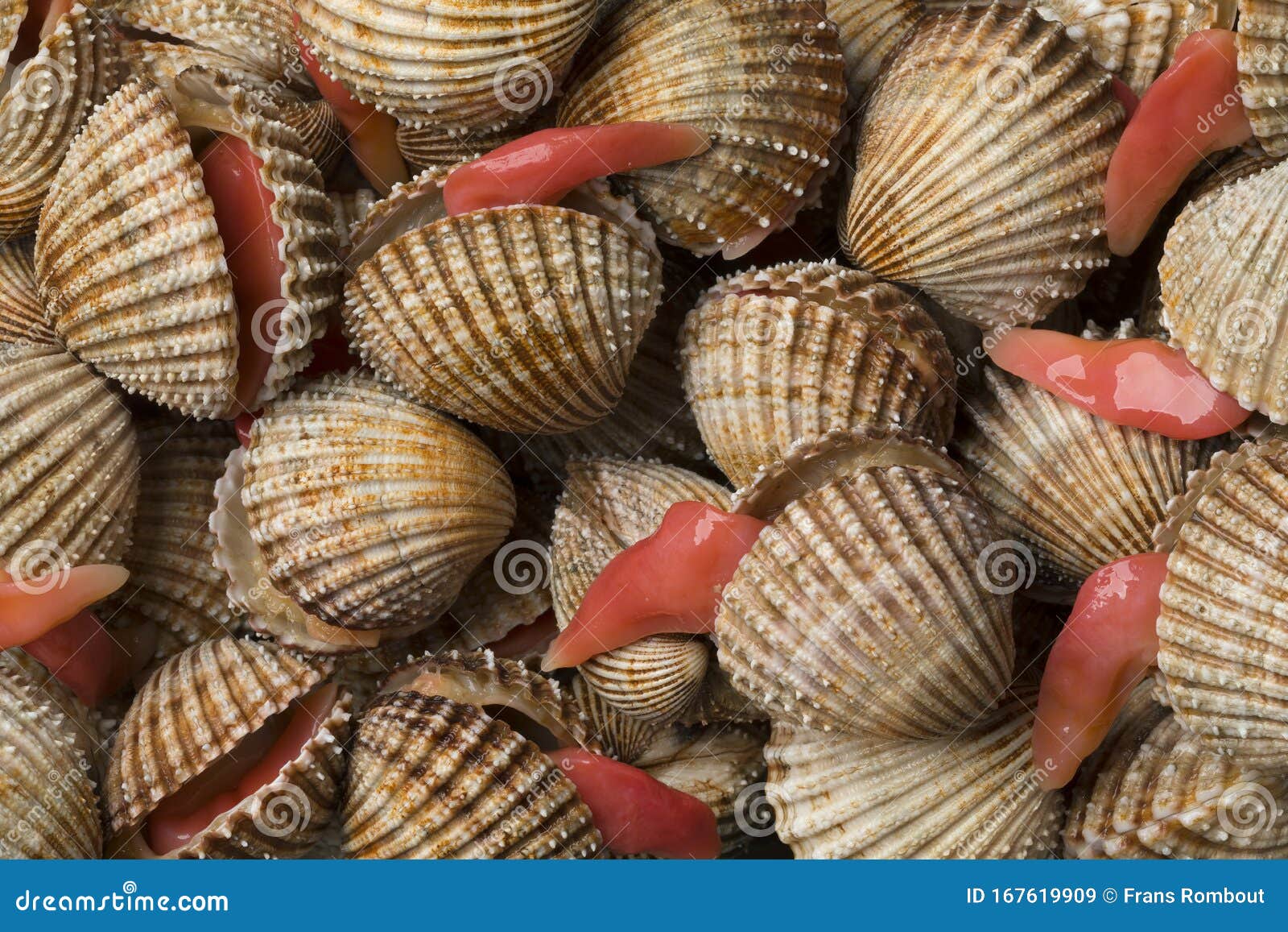 Prickly Cockles with an Extending Long Foot 库存图片 图片 包括有 海鲜, 鸟蛤 167619909