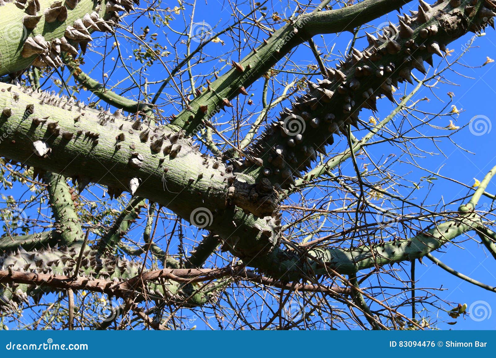Prickly cotton tree stock photo. Image of summer, tree 83094476