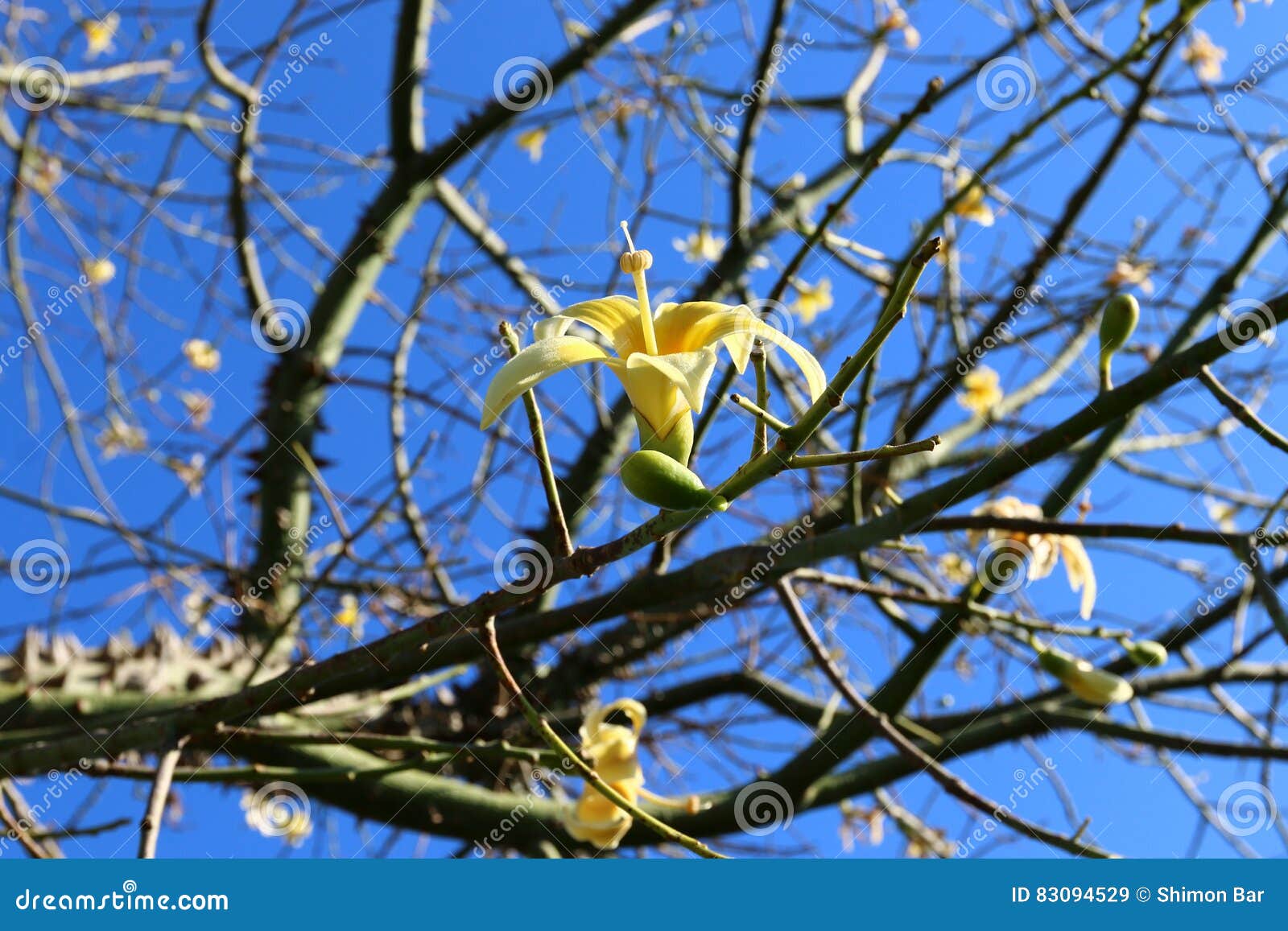 Prickly cotton tree stock image. Image of thorns, prickly 83094529