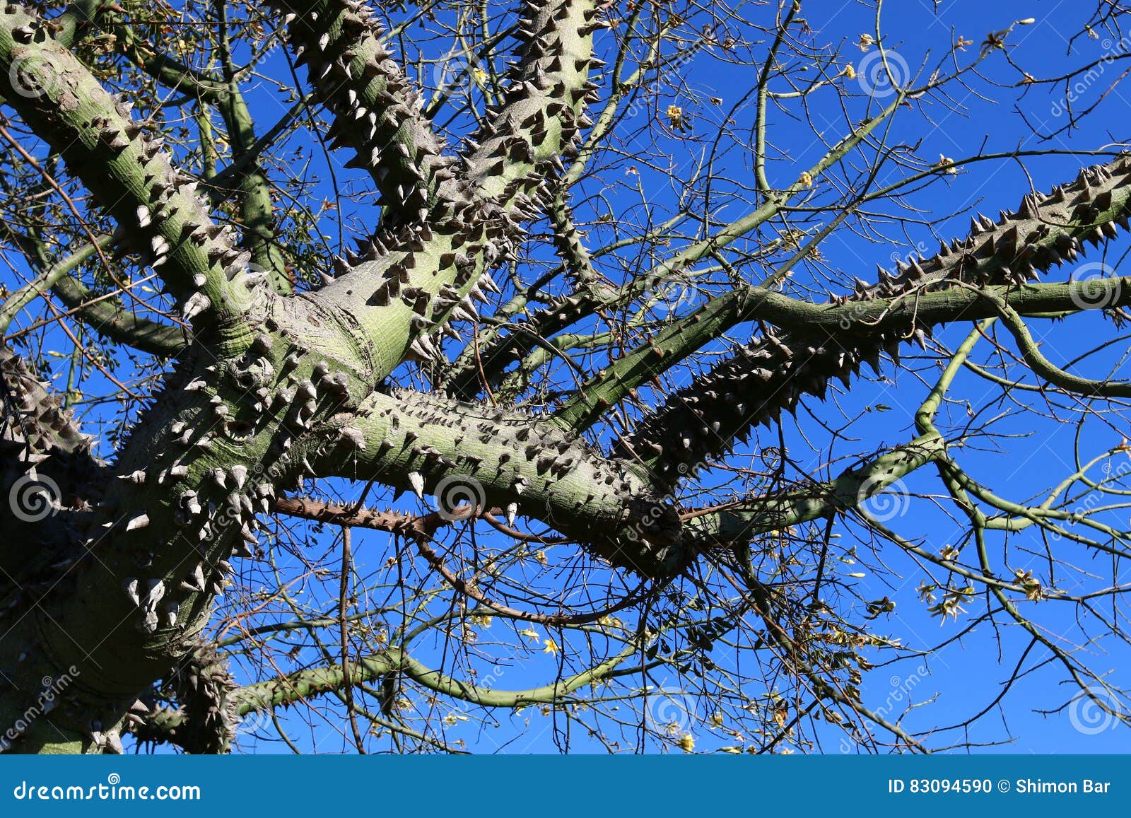 Prickly cotton tree stock photo. Image of covered, leaves 83094590