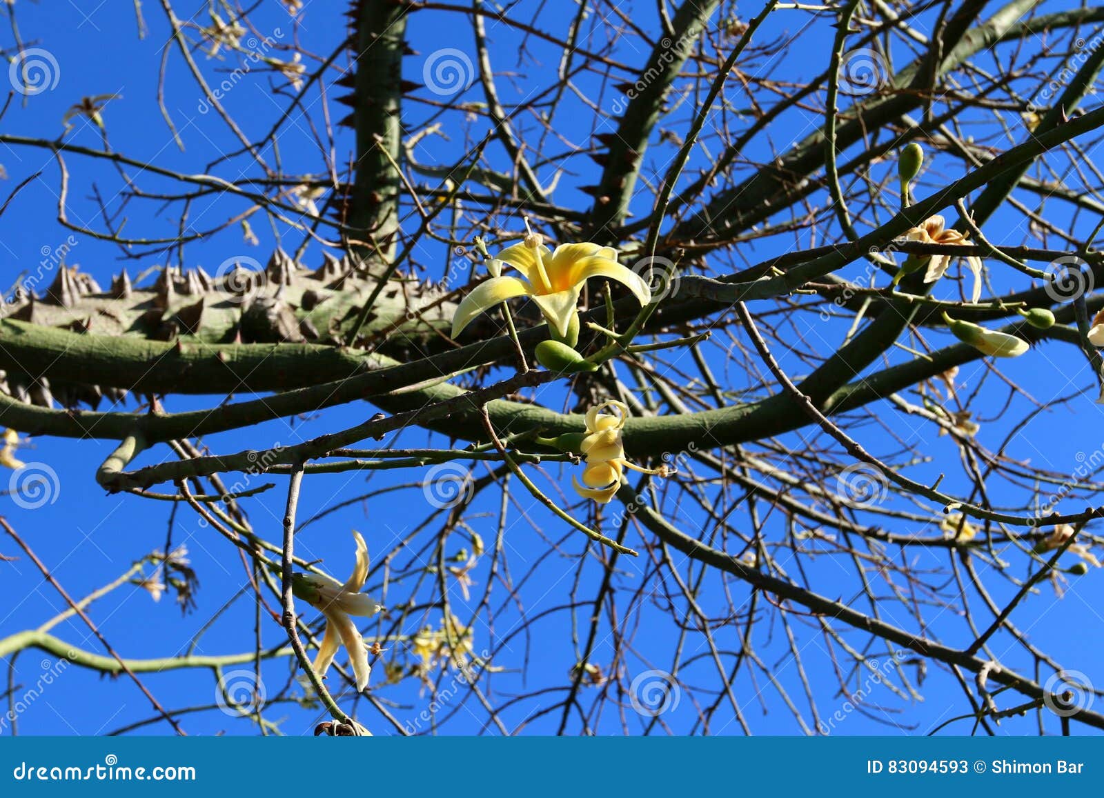 Prickly cotton tree stock image. Image of cotton, flora 83094593