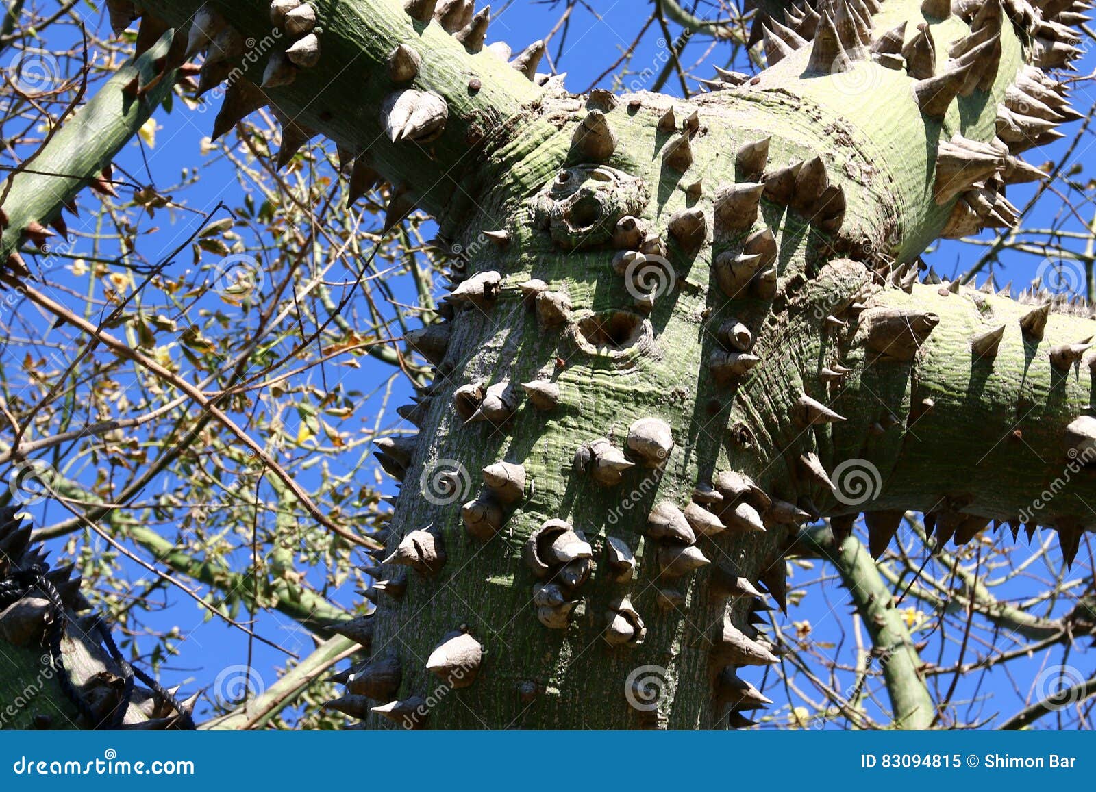 Prickly cotton tree stock image. Image of spines, grass 83094815