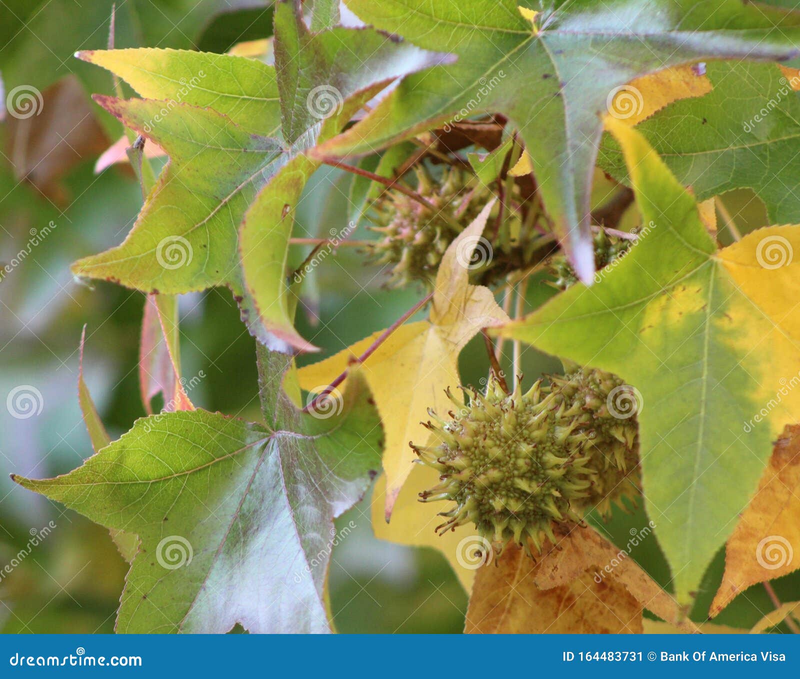 maple tree fruit