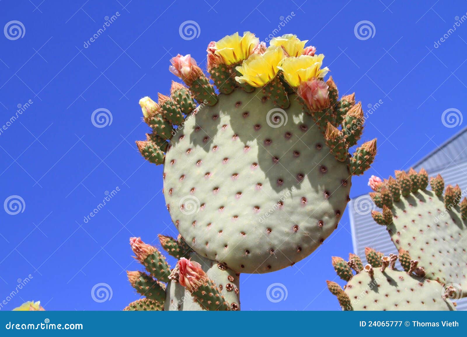 Arizona Front Yard Prickly Pear Cactus > Prickly Hair? Stock Image