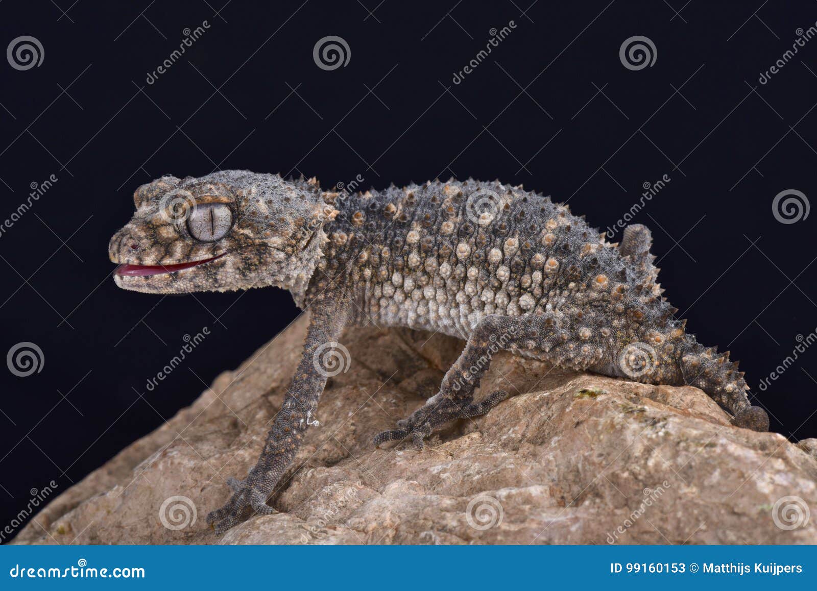 prickly knob-tailed gecko, nephrurus asper