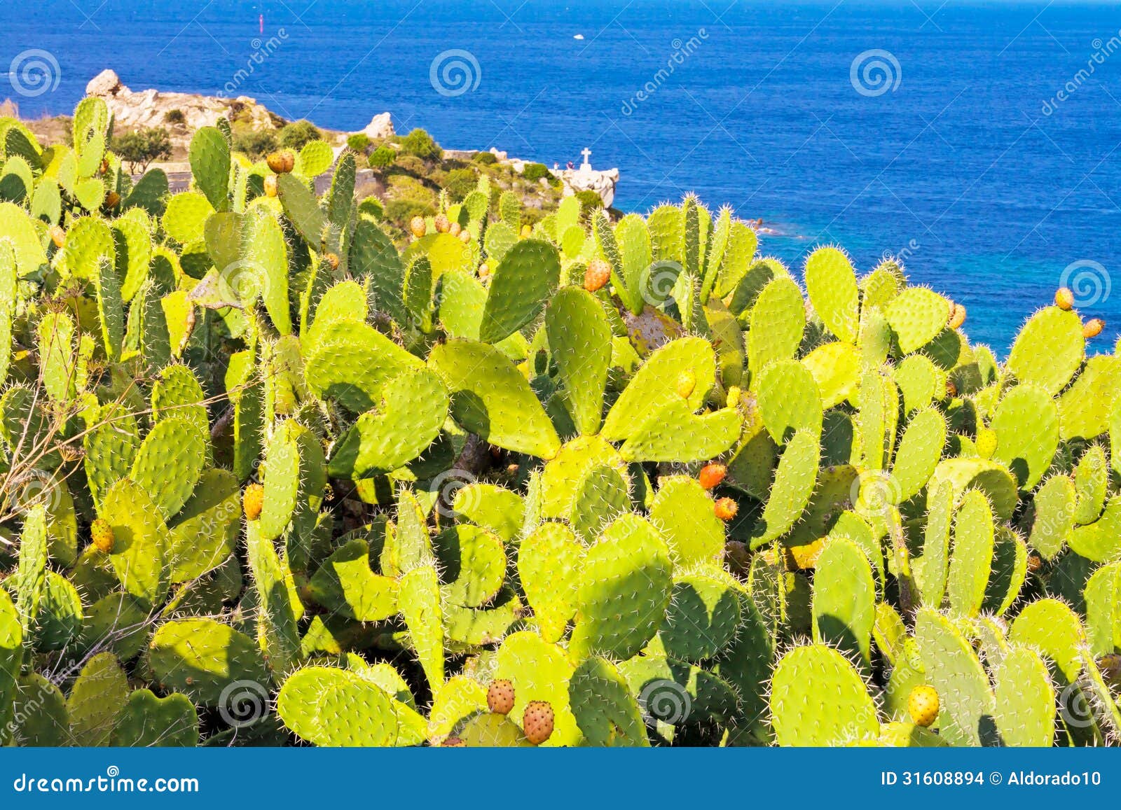 Prickly pear stock photo. Image of ocean, pear, natural - 31608894