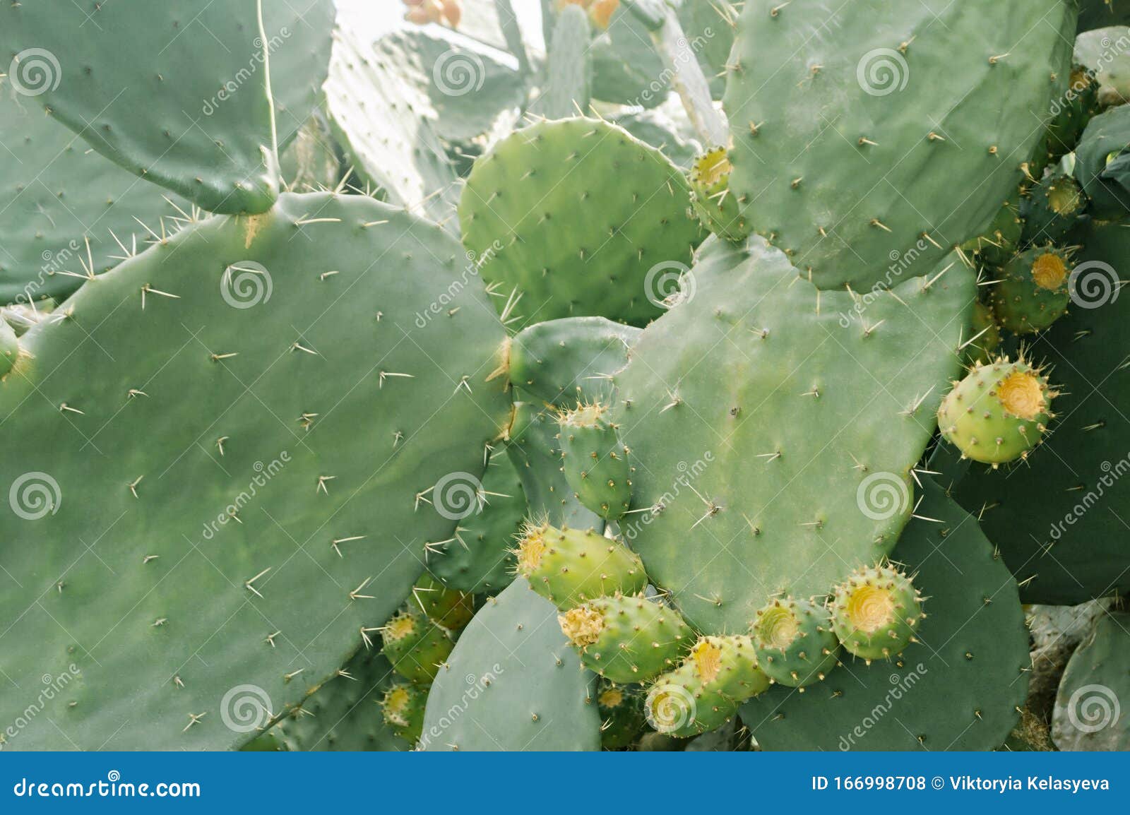 Prickly pear. Barbary fig stock photo. Image of fruit - 166998708 Prickly pear. Barbary fig stock photo. Image of fruit - 166998708