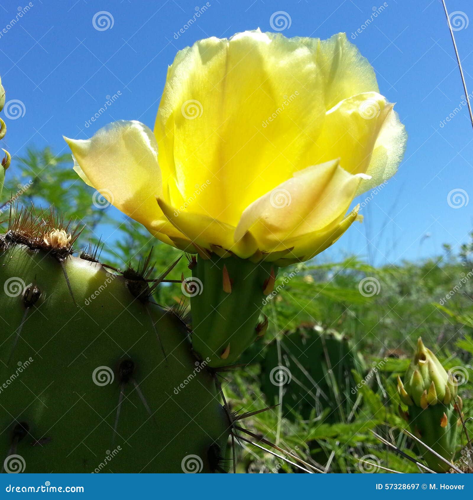 Prickly Pear Cactus Blossom Stock Image Image of border, wildflower
