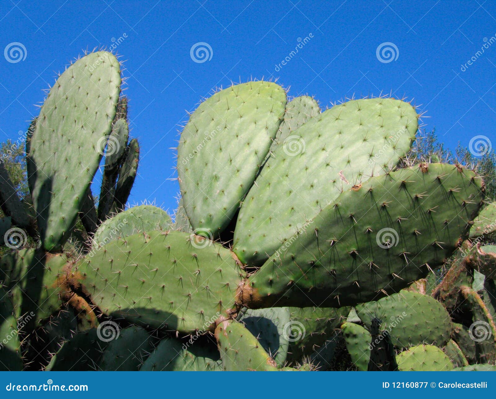 prickly pear cactus on blue sky - algeria