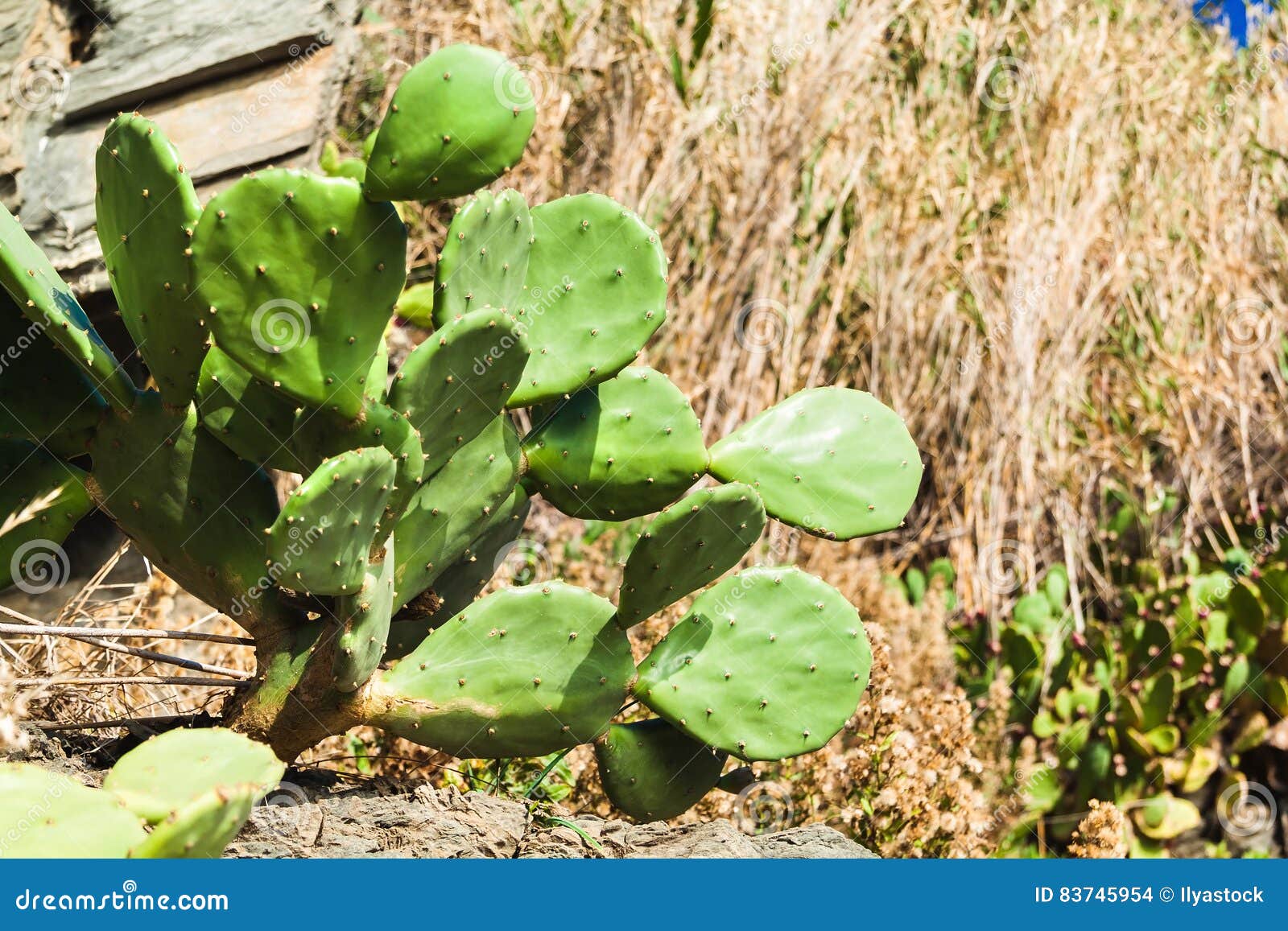 Prickly Pear Cactus Close Up Stock Photo Image of green, close 83745954