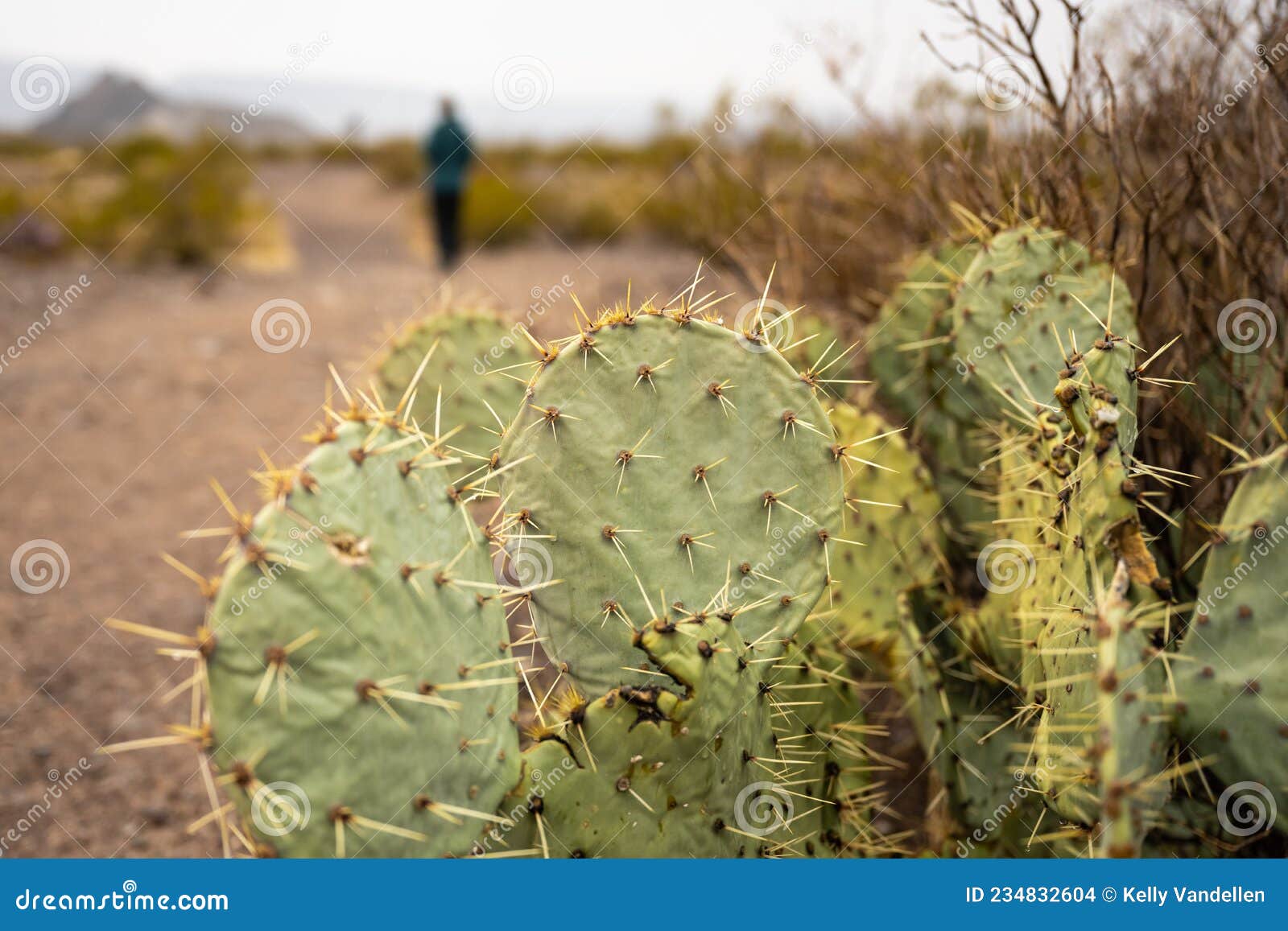 prickly pear cactus in foreground of hiker