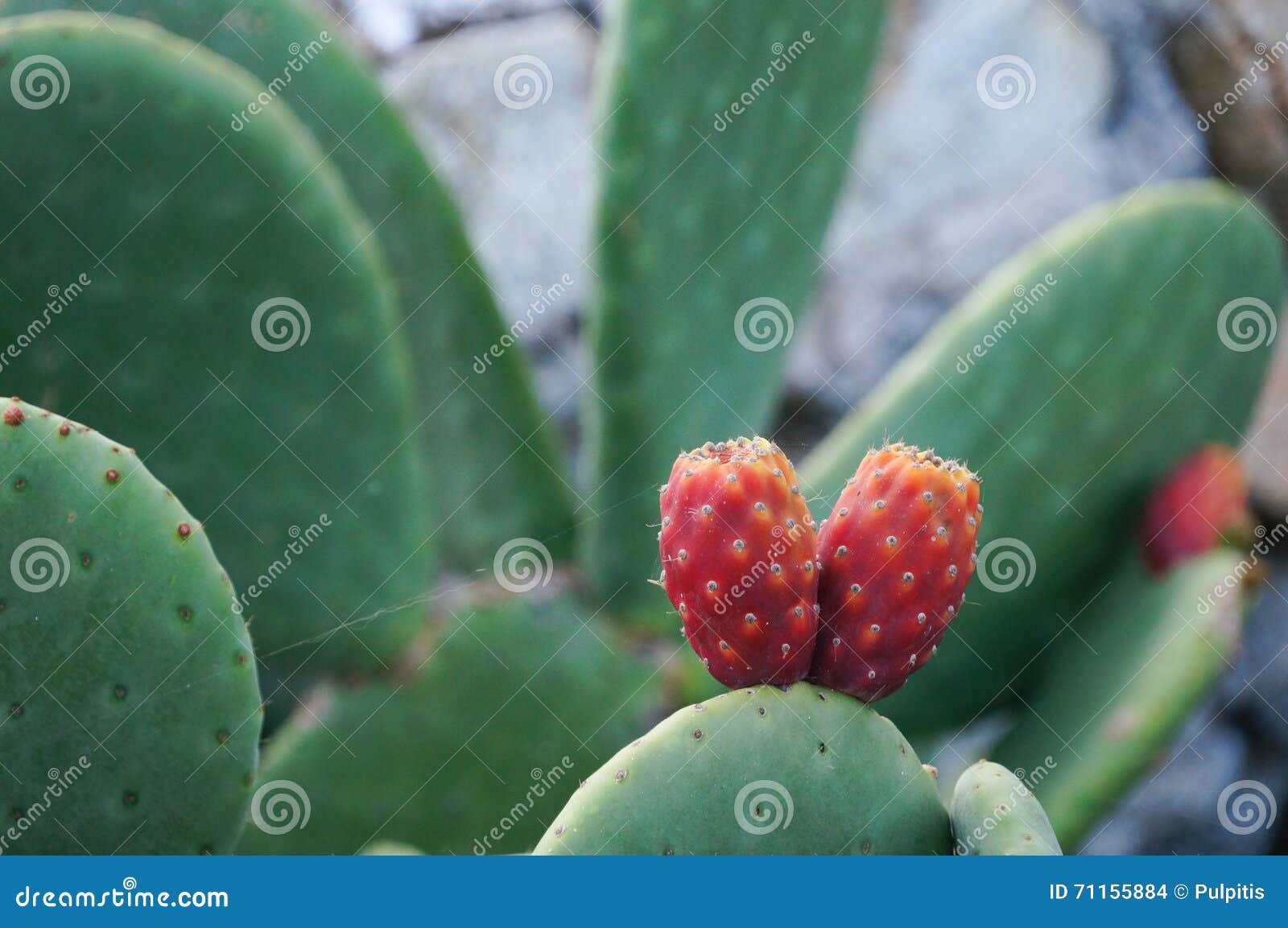 Prickly Pear Cactus with Fruit,Mykonos,Greece. Stock Photo Image of
