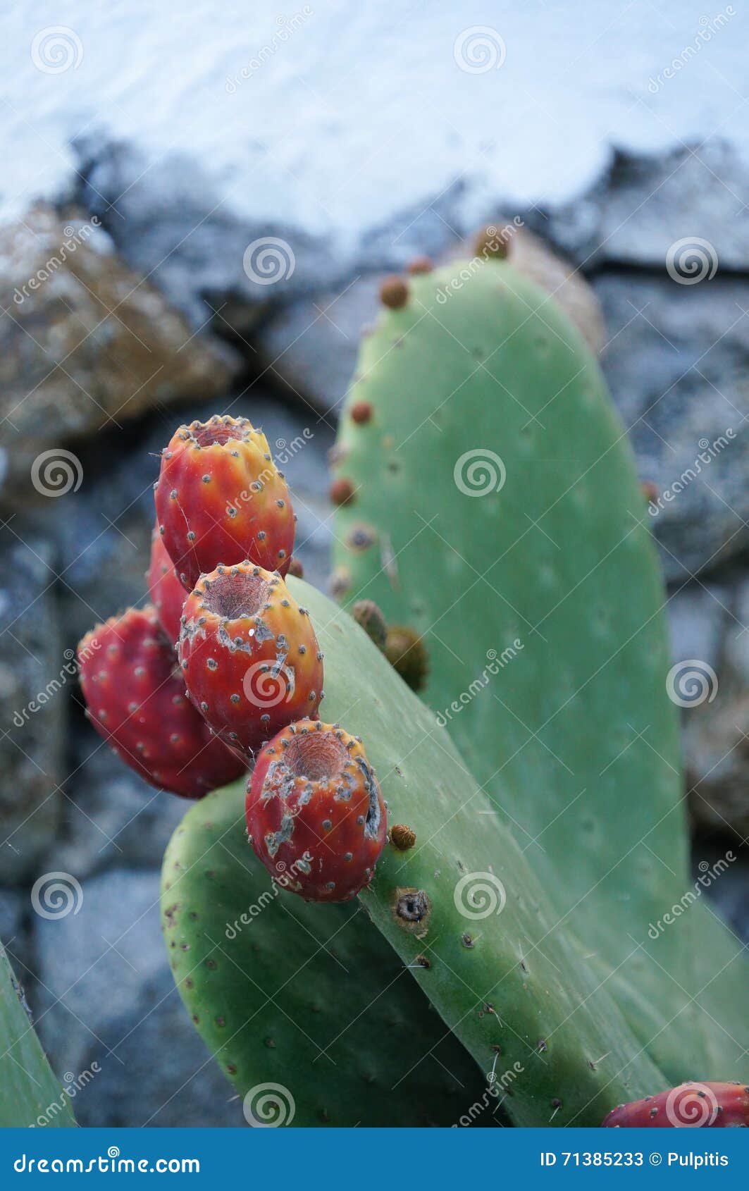 Prickly Pear Cactus with Fruit,Mykonos,Greece. Stock Image Image of