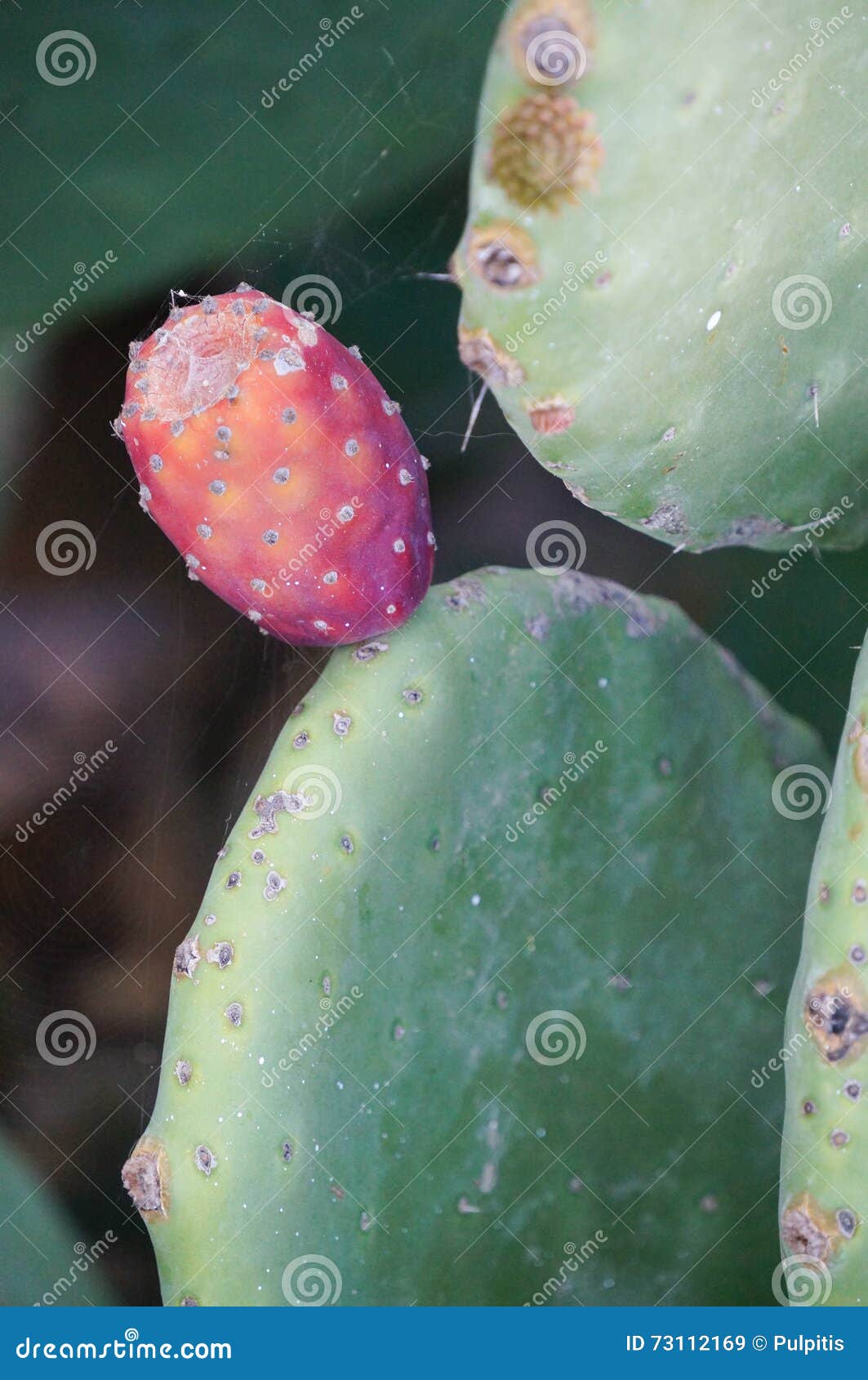 Prickly Pear Cactus with Fruit,Mykonos,Greece. Stock Image Image of