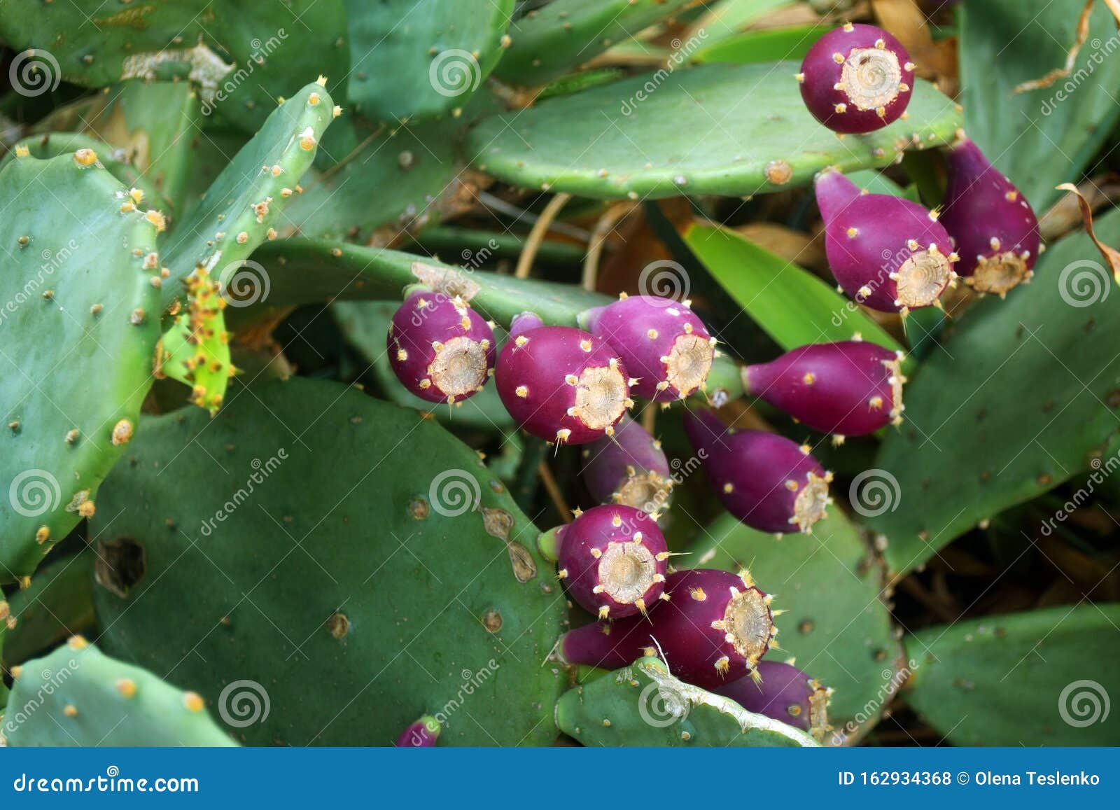 Prickly Pear Cactus With Fruit In Purple Color Cactus Spines Close Up Stock Photo Image Of Whole Colourful 162934368