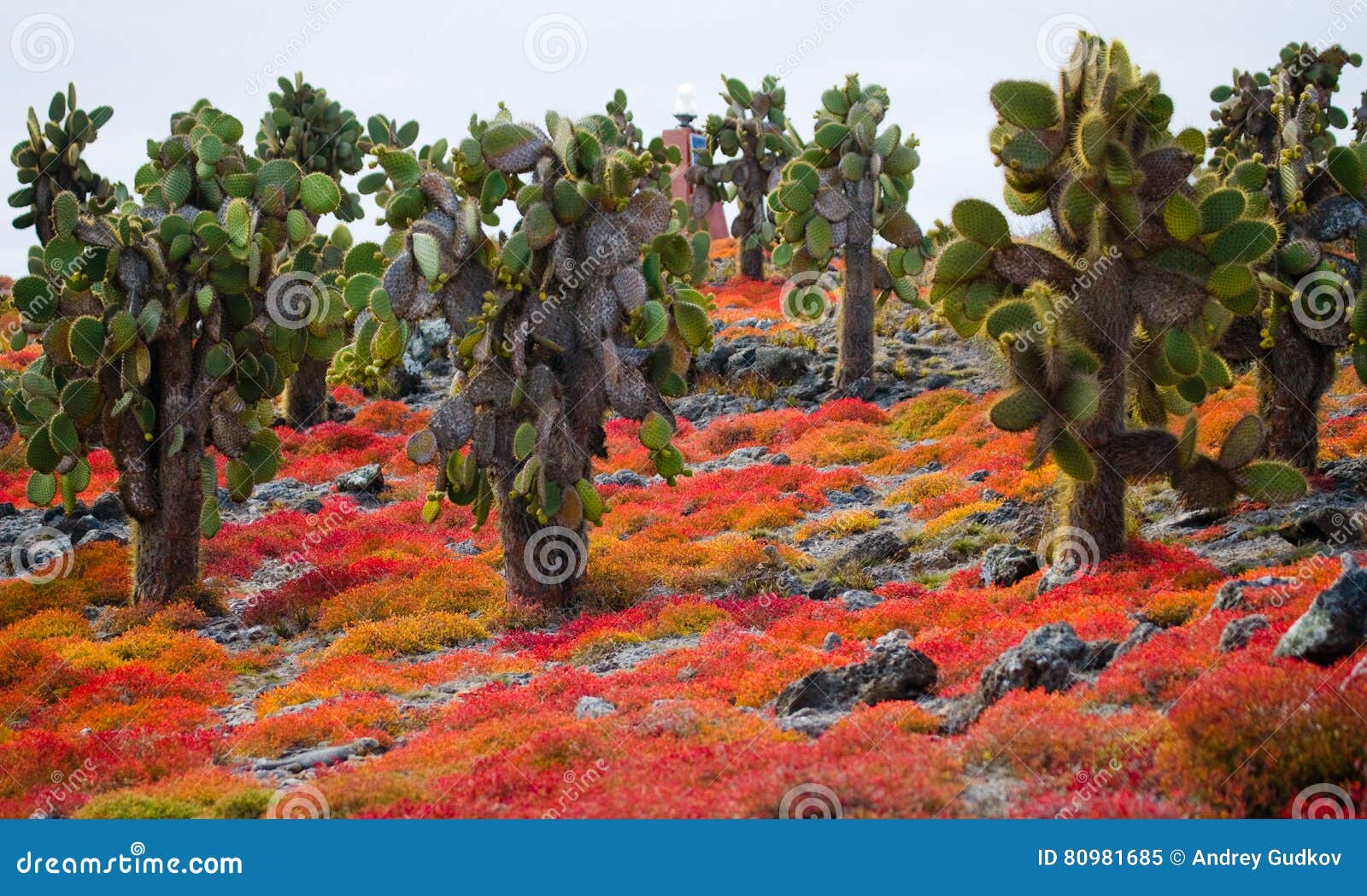 prickly pear cactus on the island. the galapagos islands. ecuador.