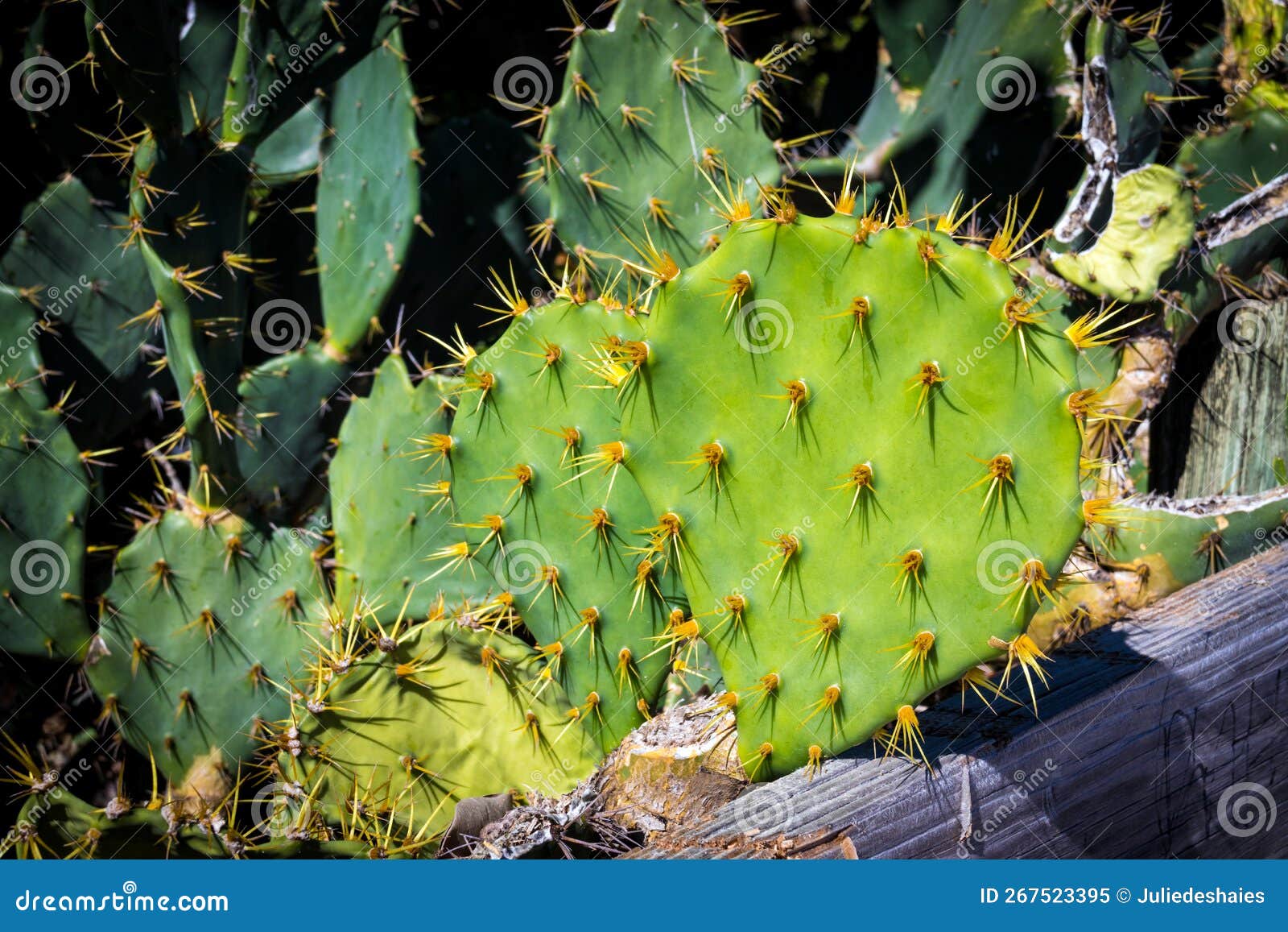 prickly pear cactus opuntia austrina