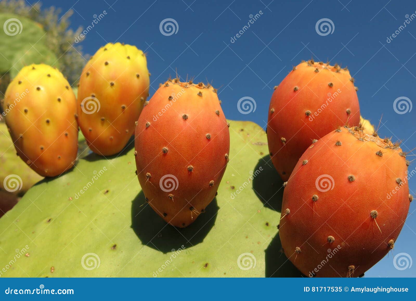 Prickly Pear Cactus with Ripe Fruit Stock Image Image of fruit, edible 81717535
