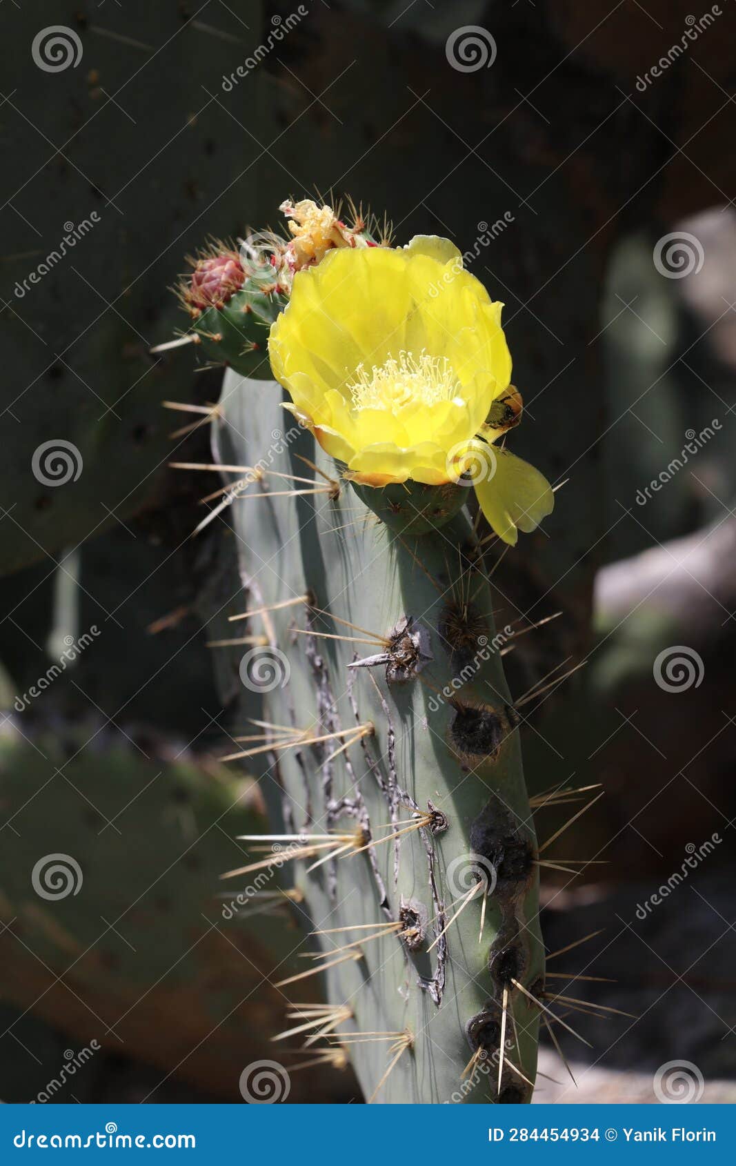 prickly pear cactus with a yellow flower