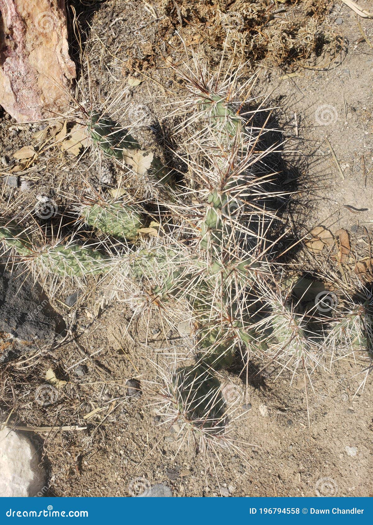 Prickly Pear Desert Plantz stock photo. Image of soil 196794558