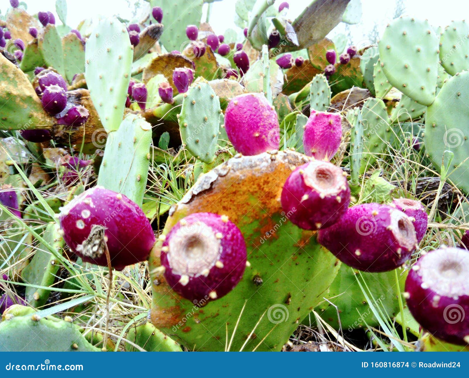 Prickly Pear Purple Fruits Stock Photo Image Of Macedonia 160816874