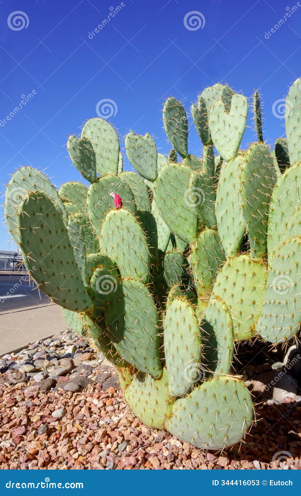 prickly pear with sharp spines in xeriscaping