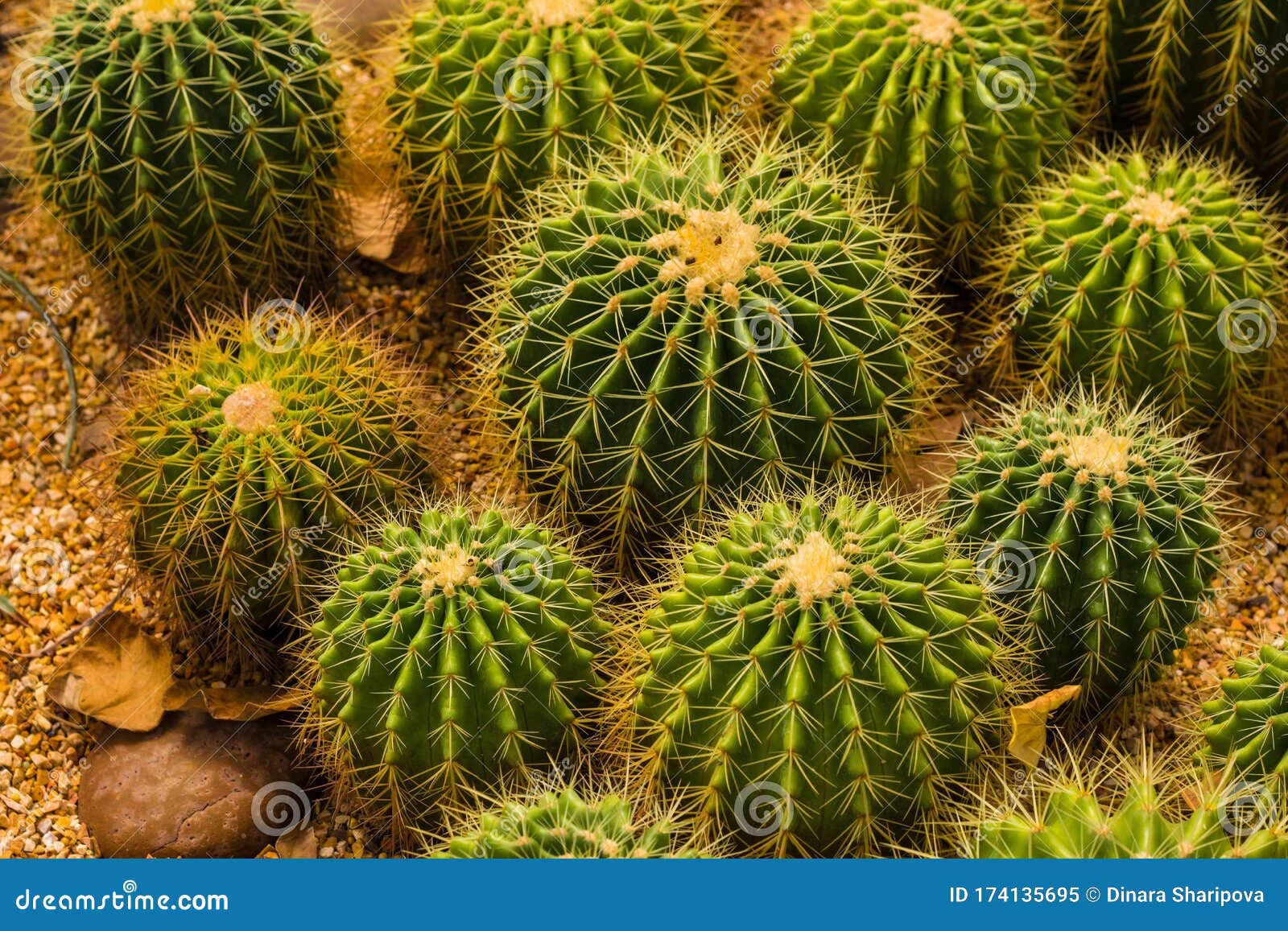 Prickly Plant that Grows in the Desert, Cacti of Different Sizes - Image of flower, round: 174135695