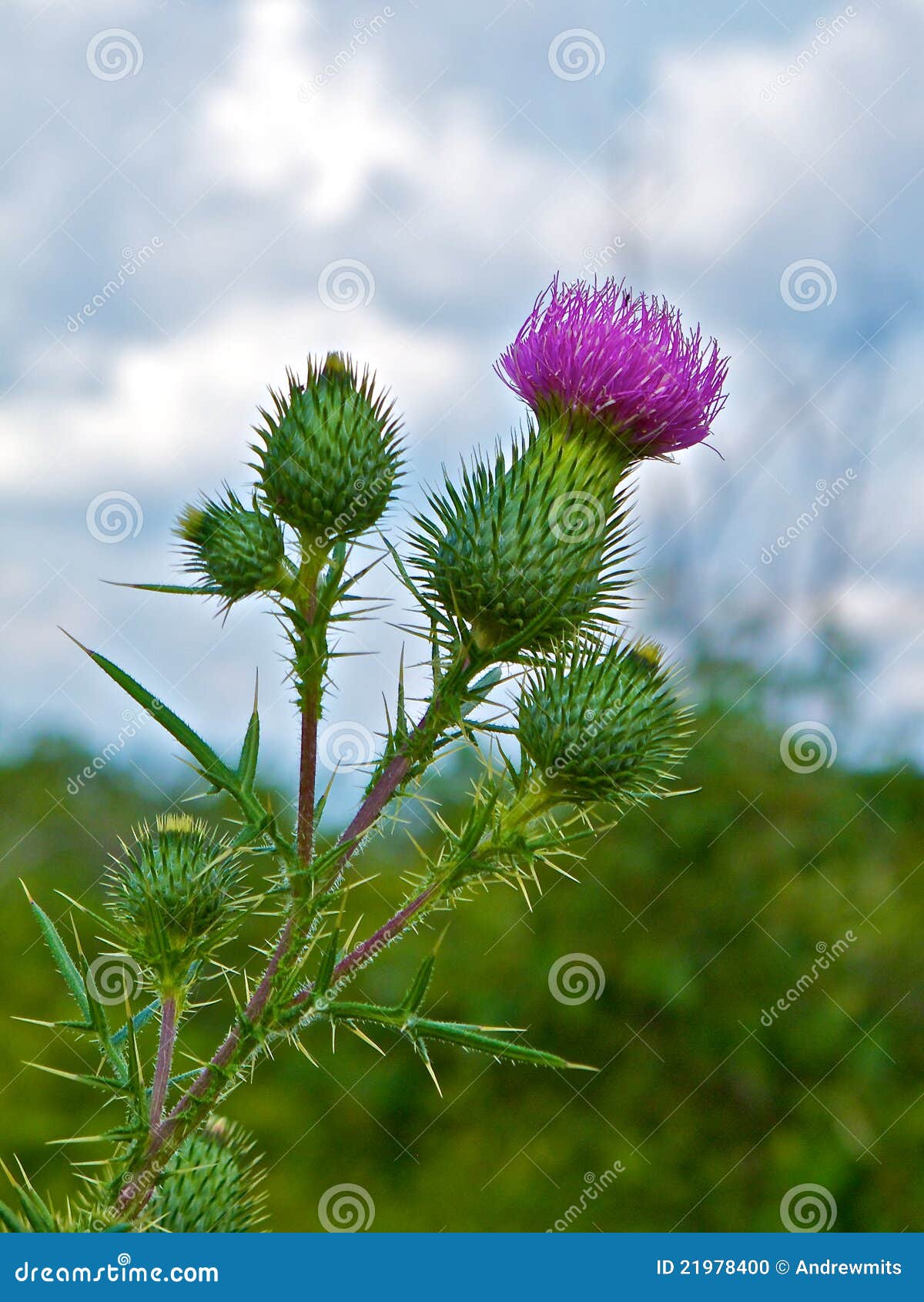Prickly Profile of Bull Thistle Plant Stock Photo - Image of closeup