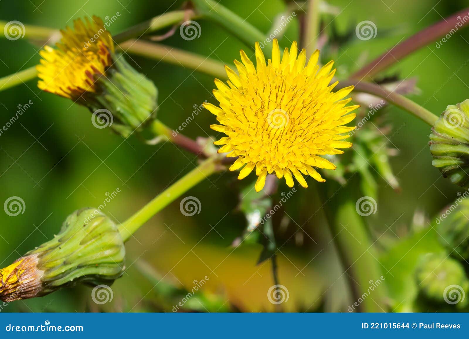prickly sowthistle - sonchus asper