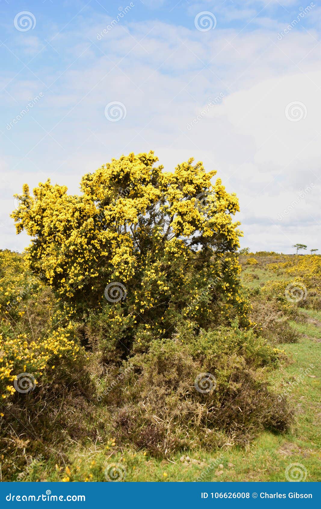 gorse or furze ulex europaeus