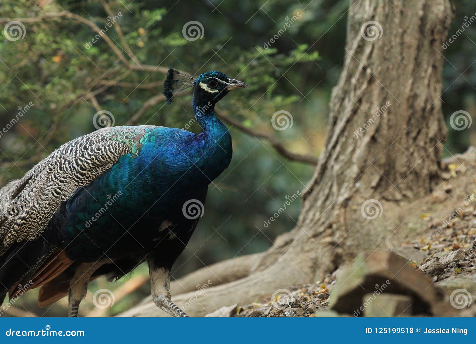 Pride Beautiful Significant Peacock in the Jungle Stock Photo Image