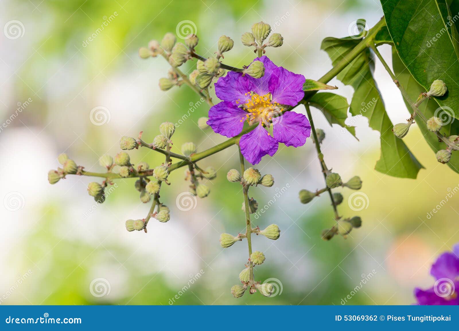 Pride of India Flower (queen S Flower) Stock Photo - Image of white ...