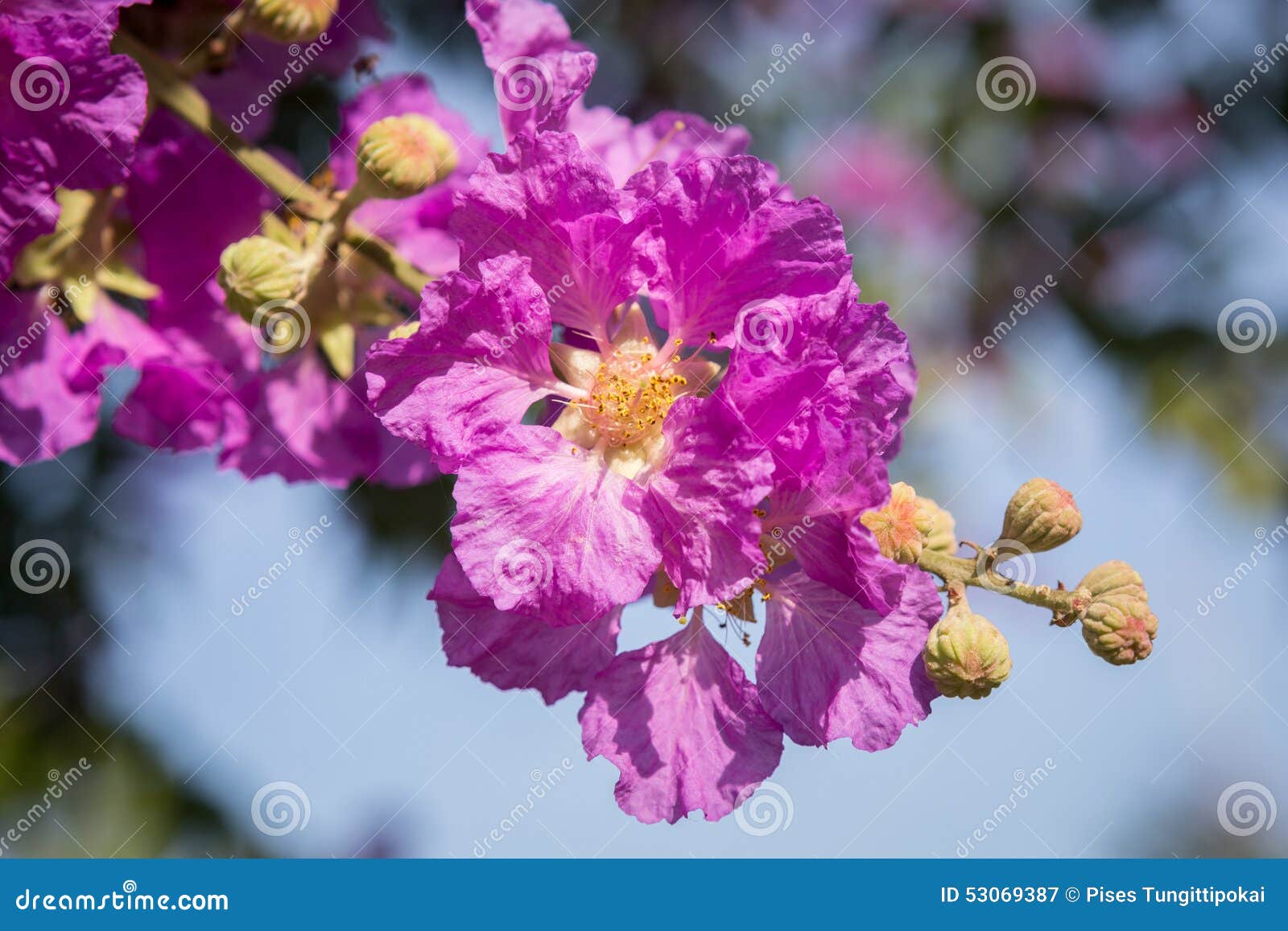 Pride of India Flower (queen S Flower) Stock Image - Image of ...