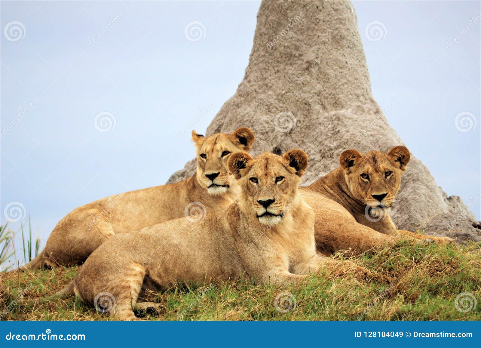 pride of lion cubs at the okavango delta