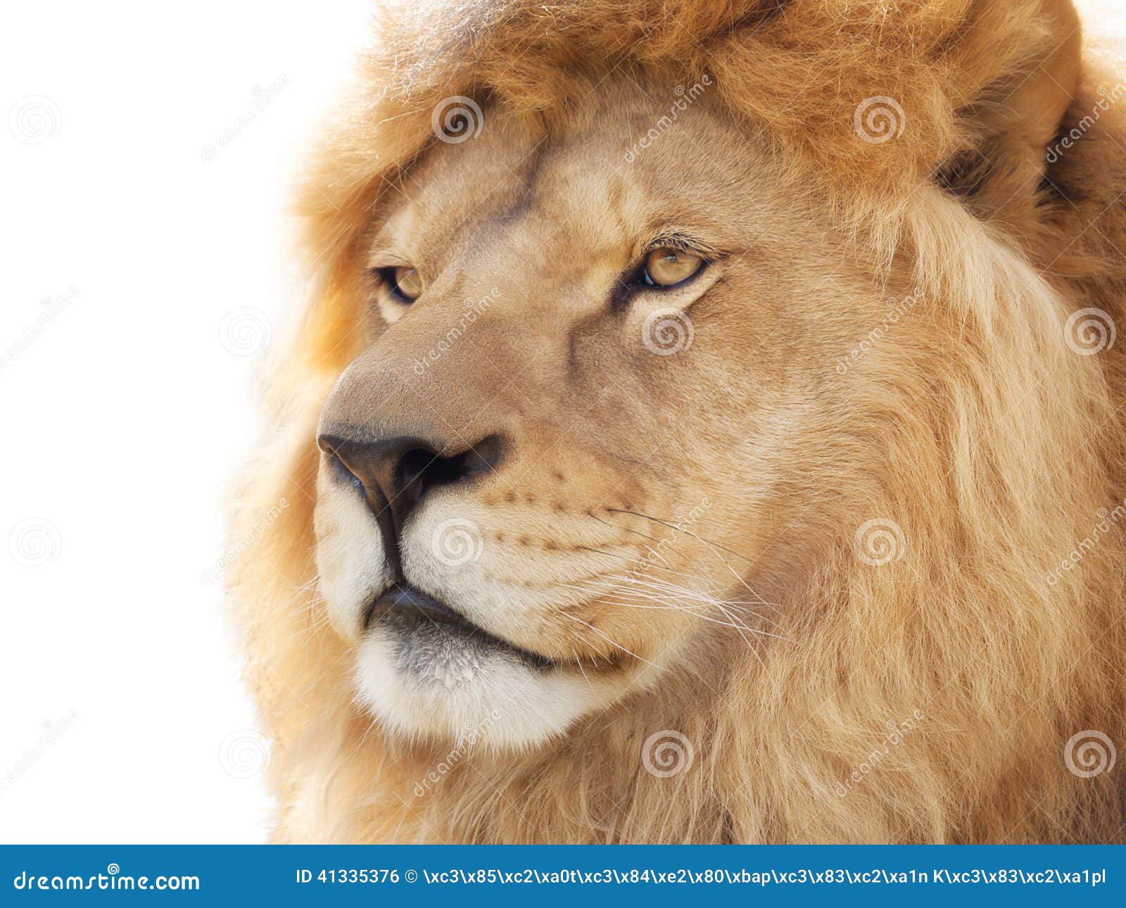 pride of lions another tomorrow pride of lions another tomorrow