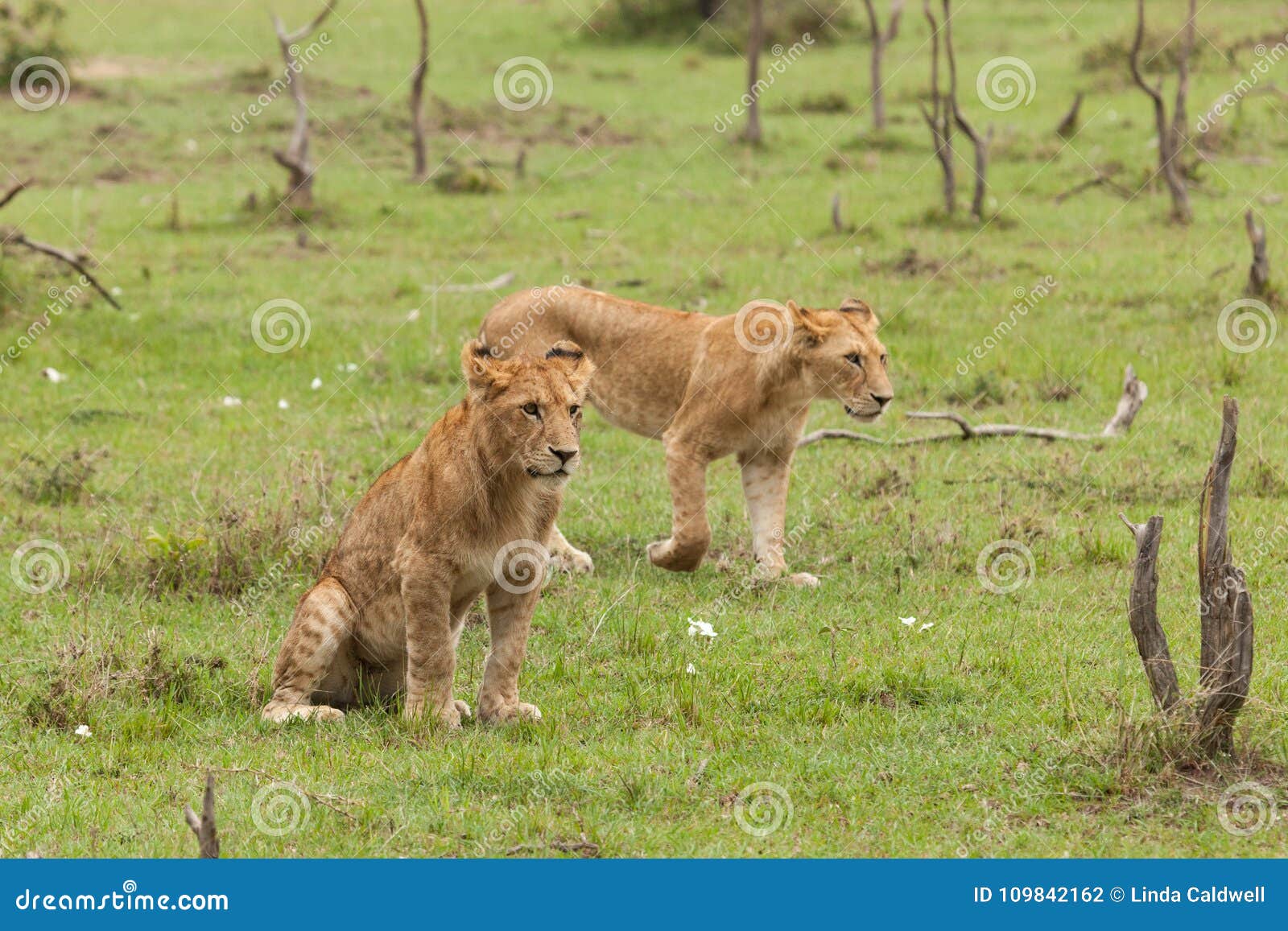 A Pride of Lions on the Grass Stock Photo Image of lion, kenya 109842162