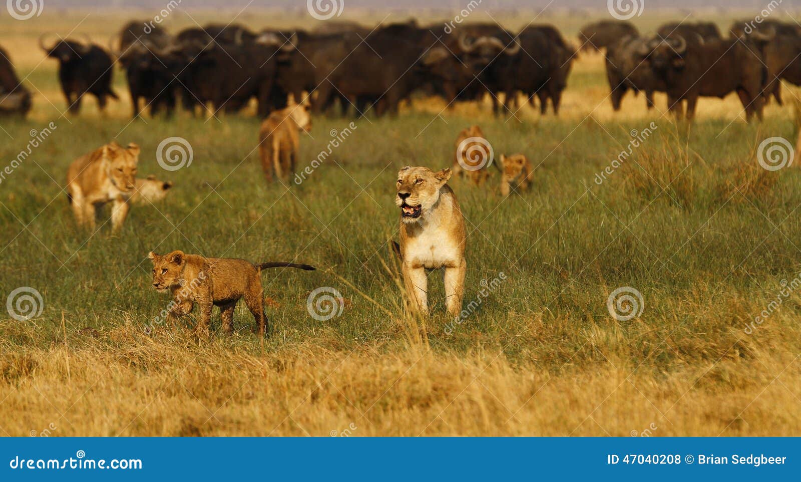 pride of lions another tomorrow pride of lions another tomorrow