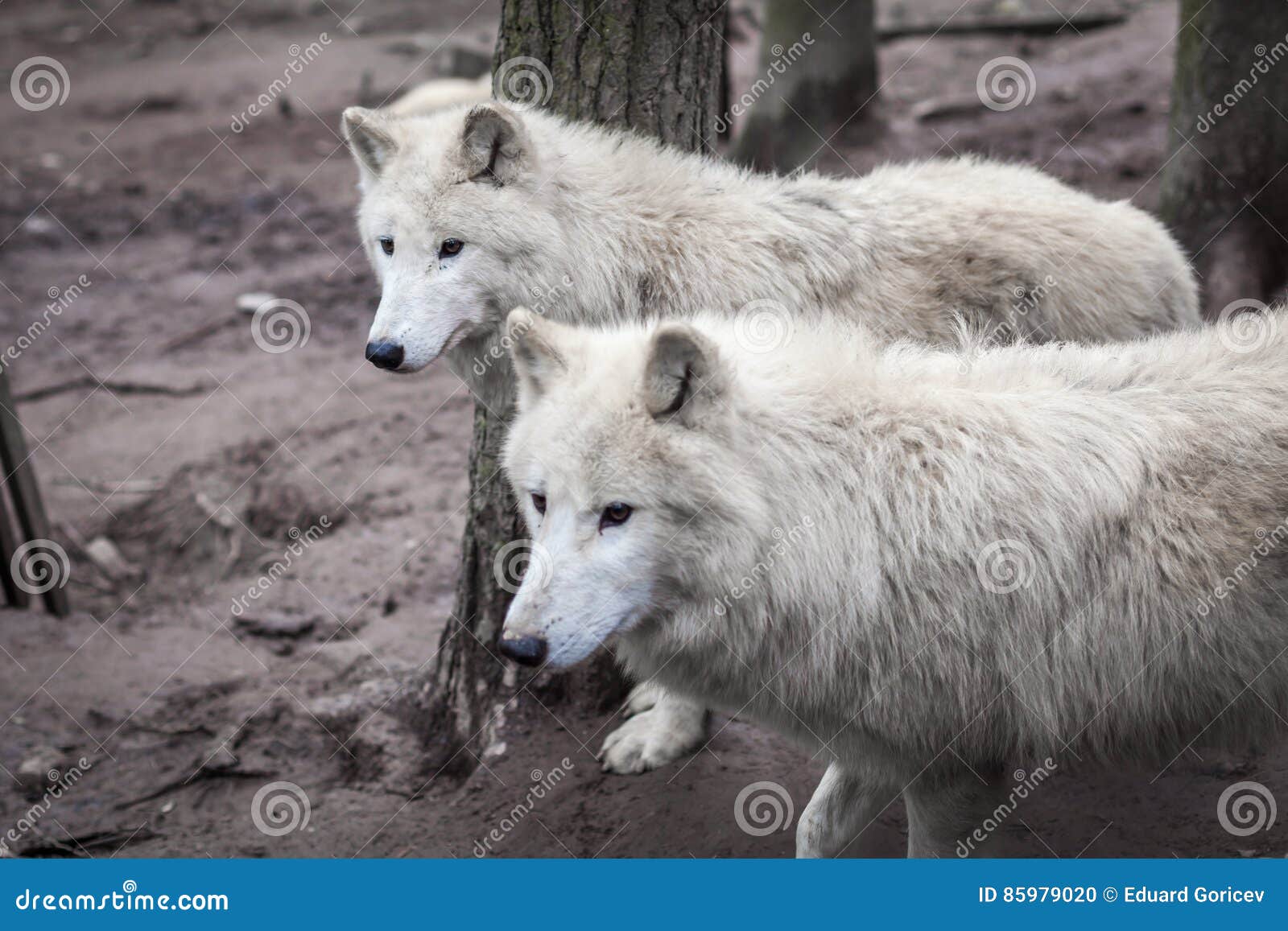 The Pride of White Wolves in a Forest Stock Photo Image of away