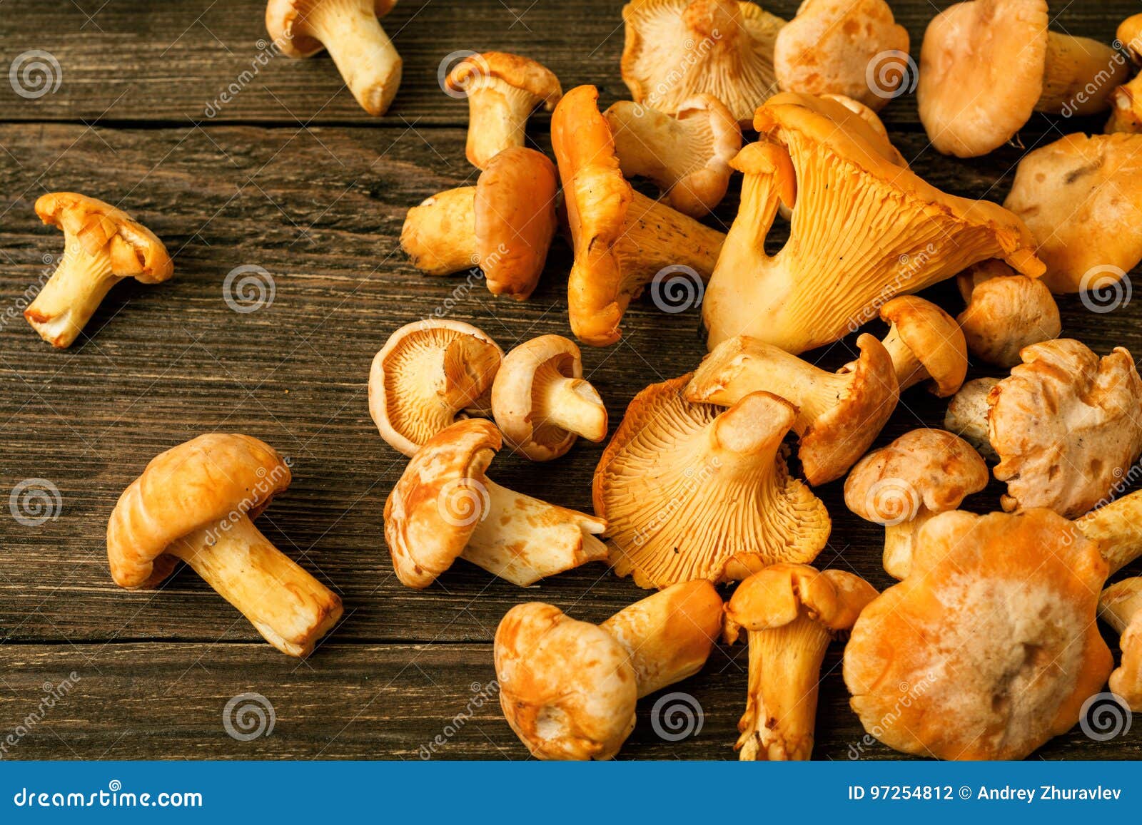 Prima selvagem crua dos cogumelos na tabela de madeira rústica