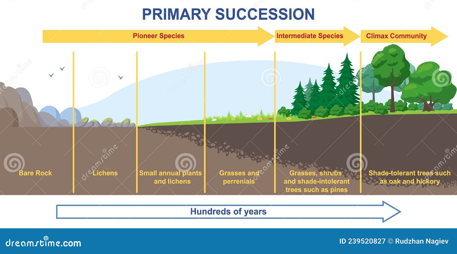 Primary Succession And Ecological Growth Process Concept Royalty-Free