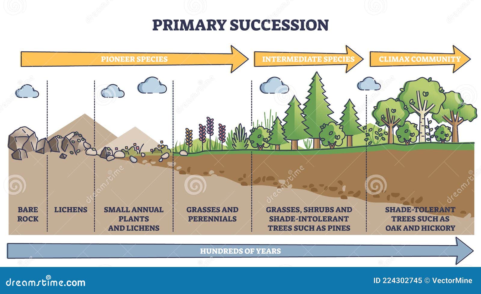 primary succession and ecological growth process stages outline diagram