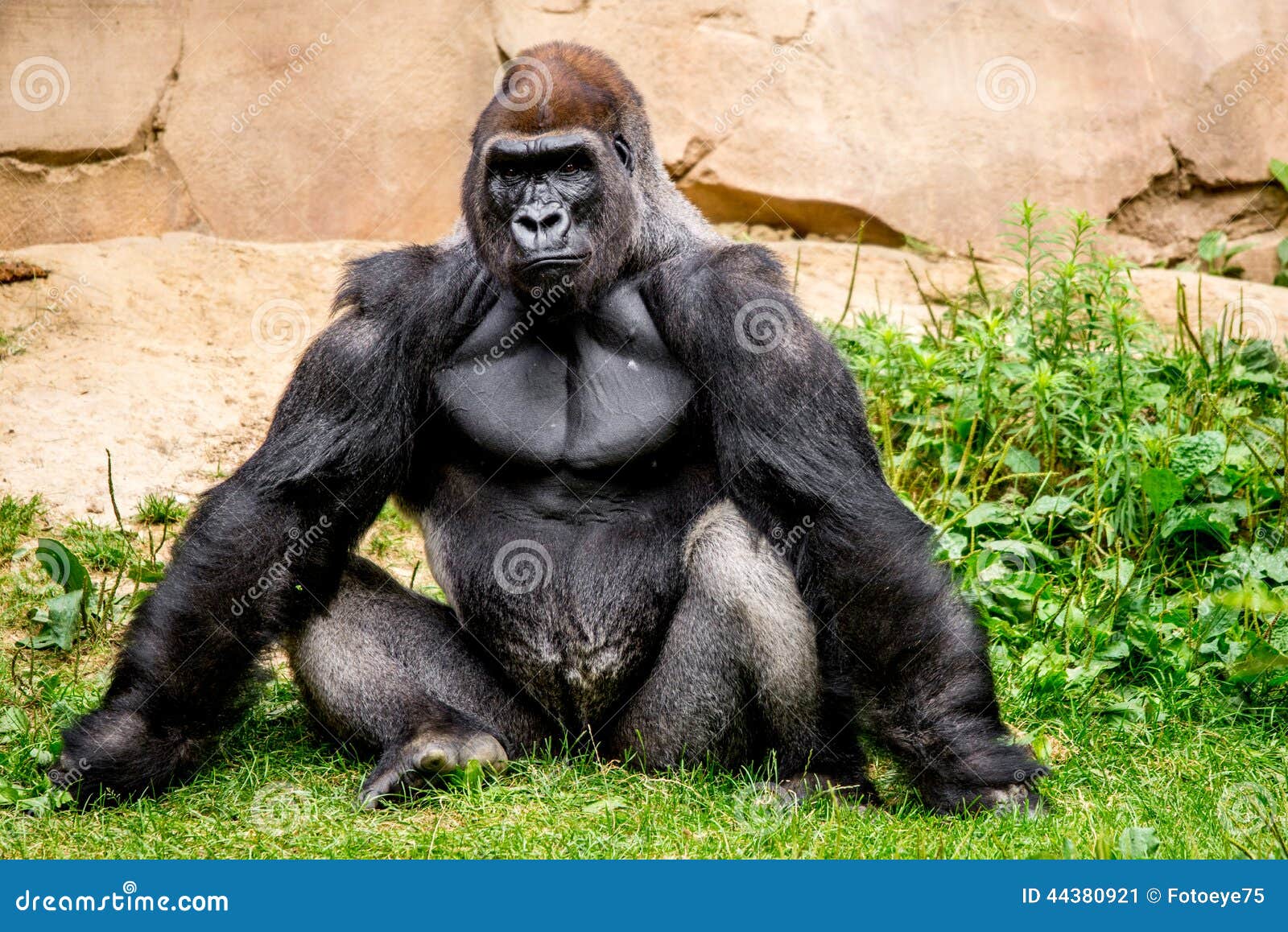 Gorila primata imagem de stock. Imagem de grande, gorila - 44380921, image size:1600x1158