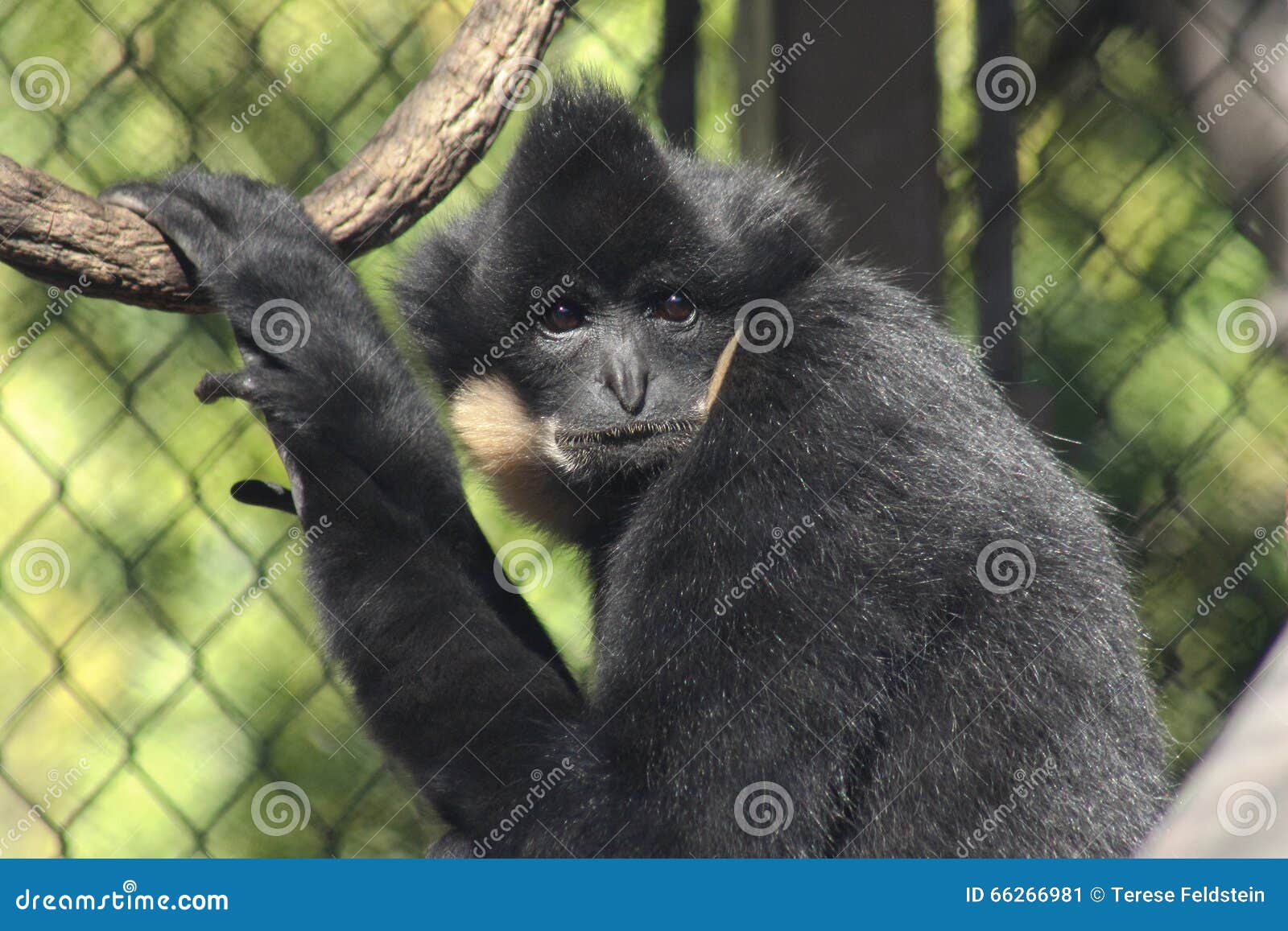 Primate stock image. Image of monkey, angeles, fury, mammal 66266981