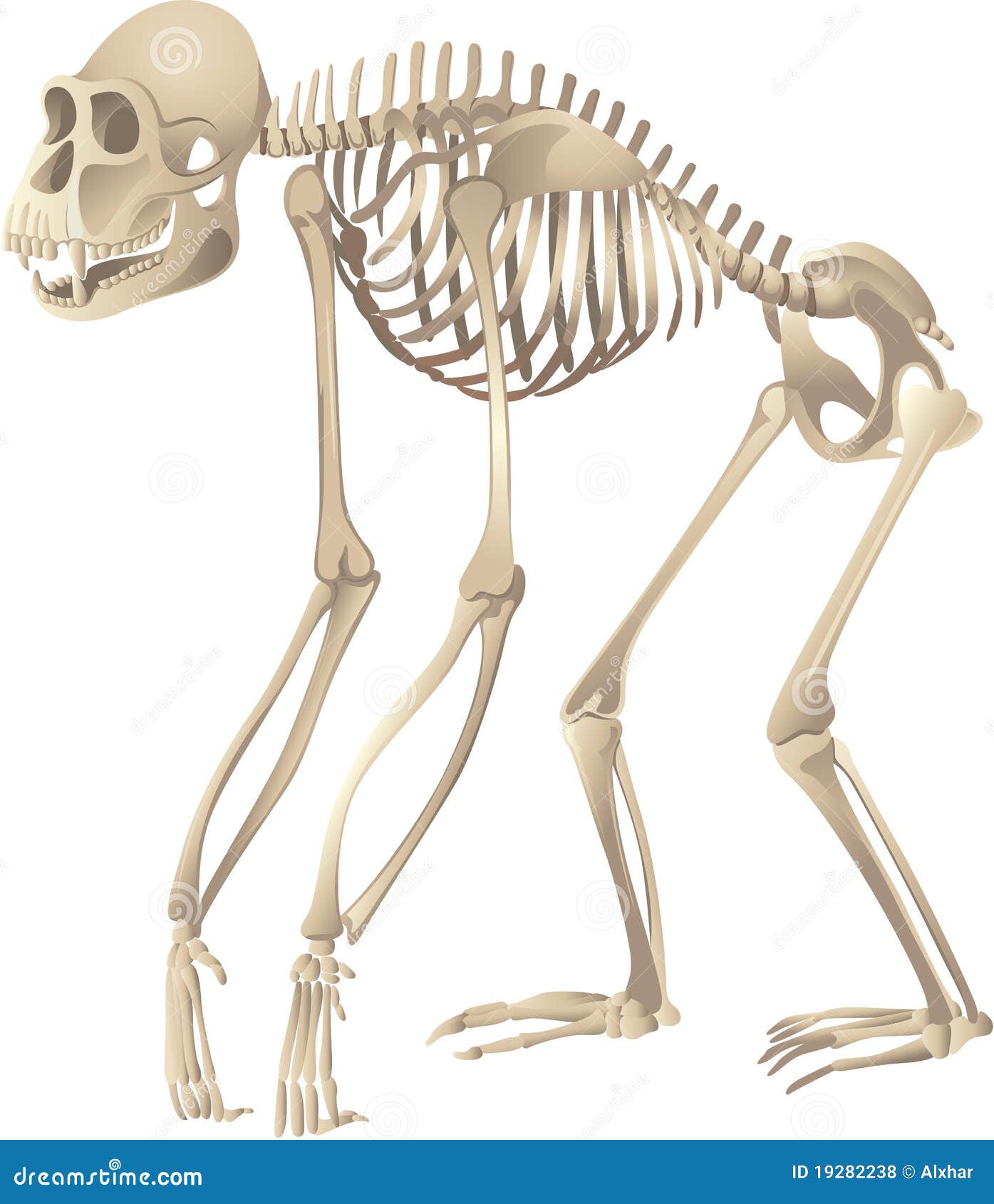 primate skeleton
